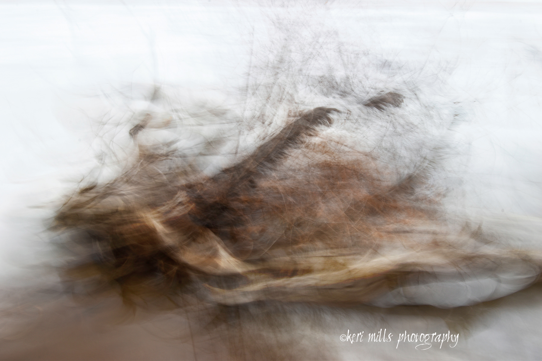 Dancing Feathers