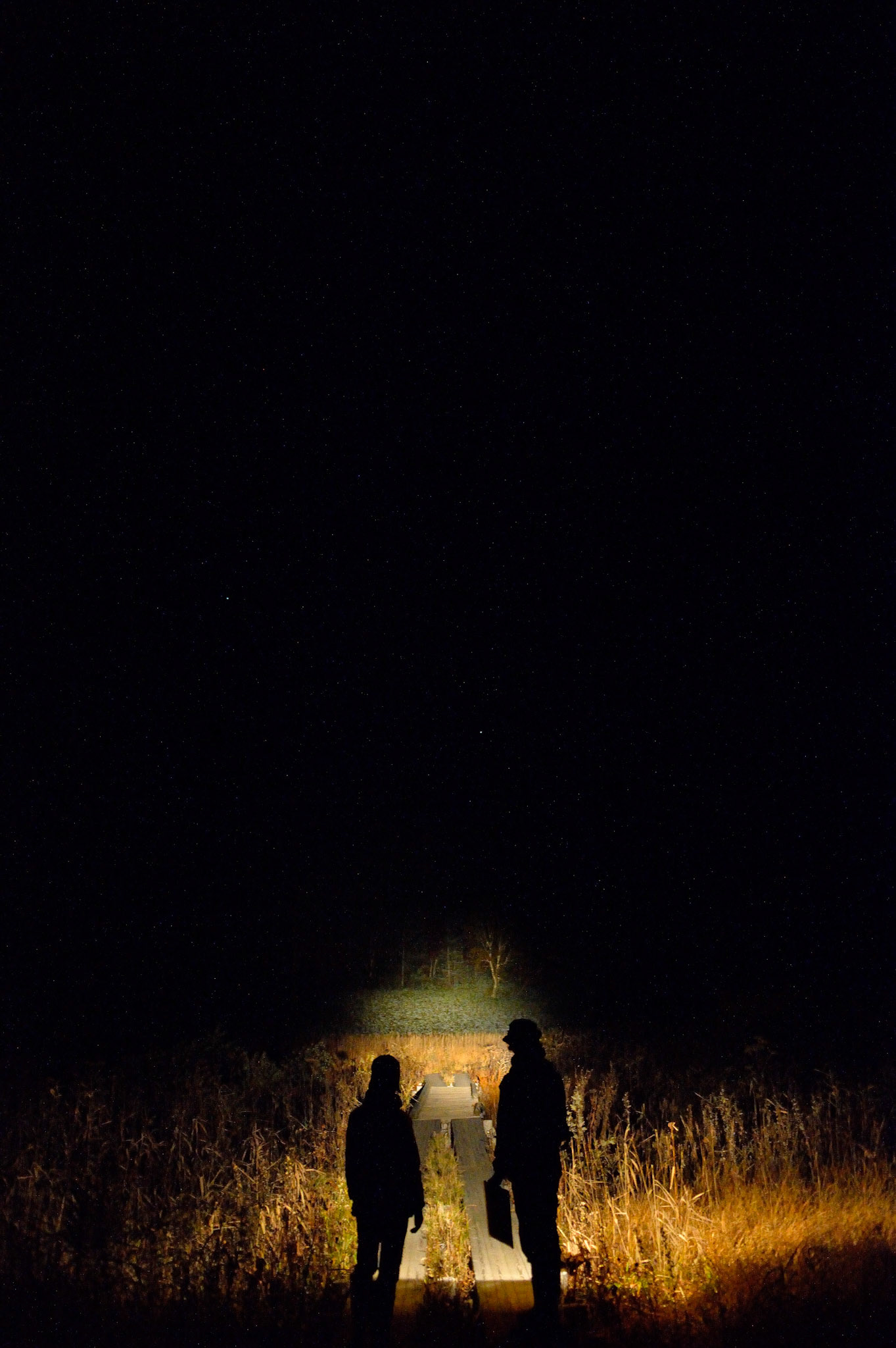 ライトセンサス調査