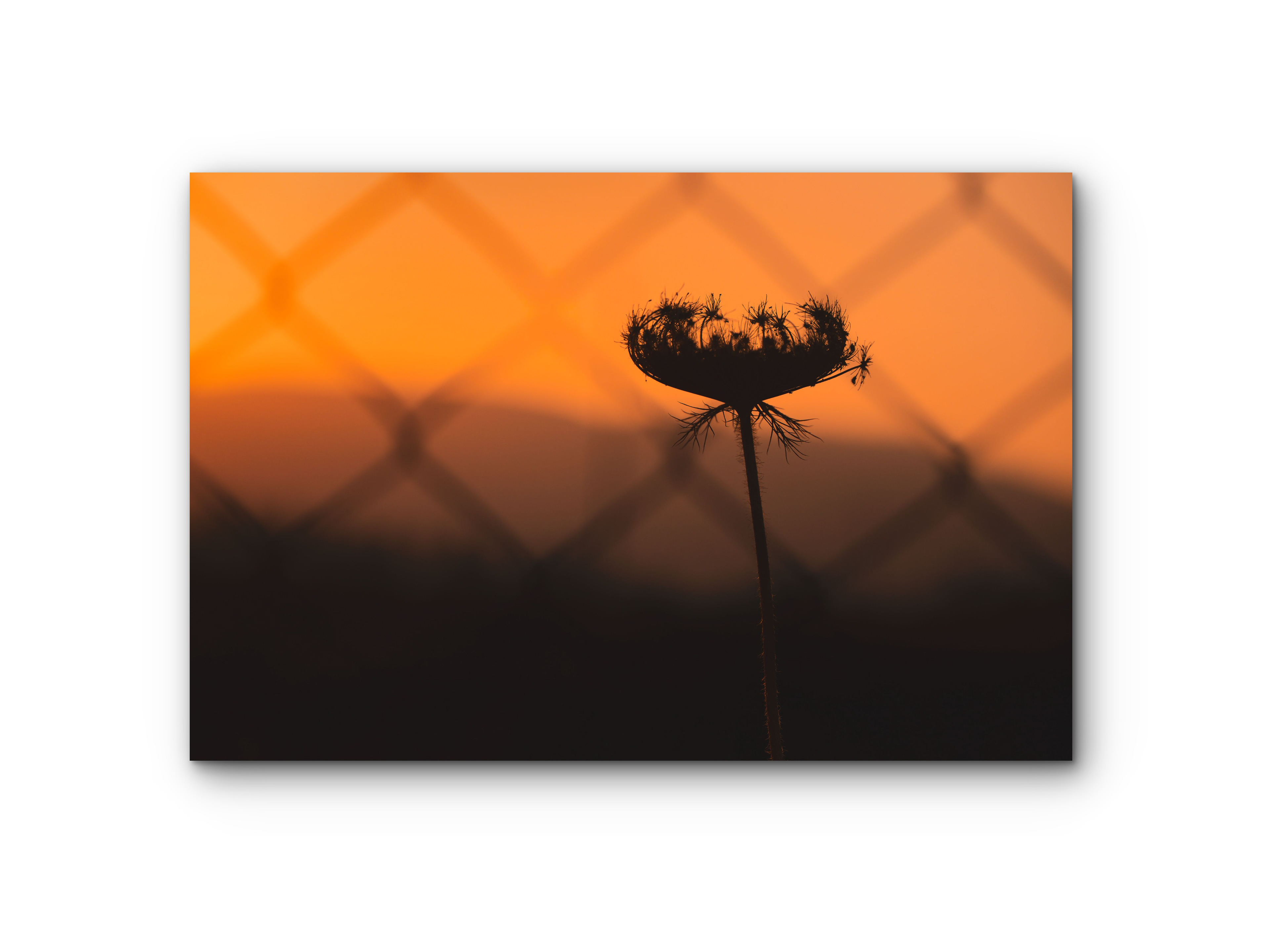 114 | Golden Hour | 10K Resolution HQ | Open Edition
