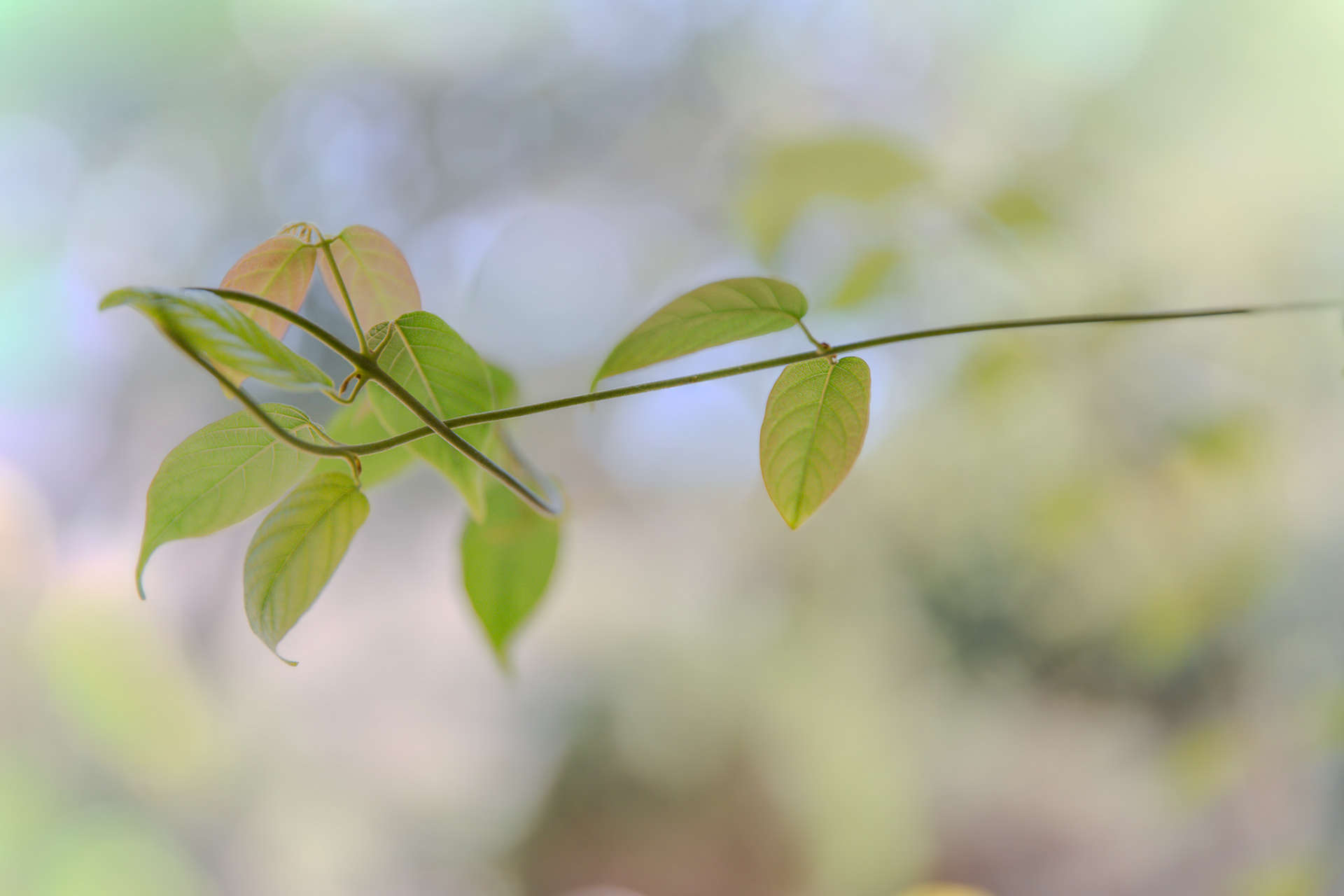 Cat. N015 | “Leaf Art” | 10K HQ | 10496×7024 | 