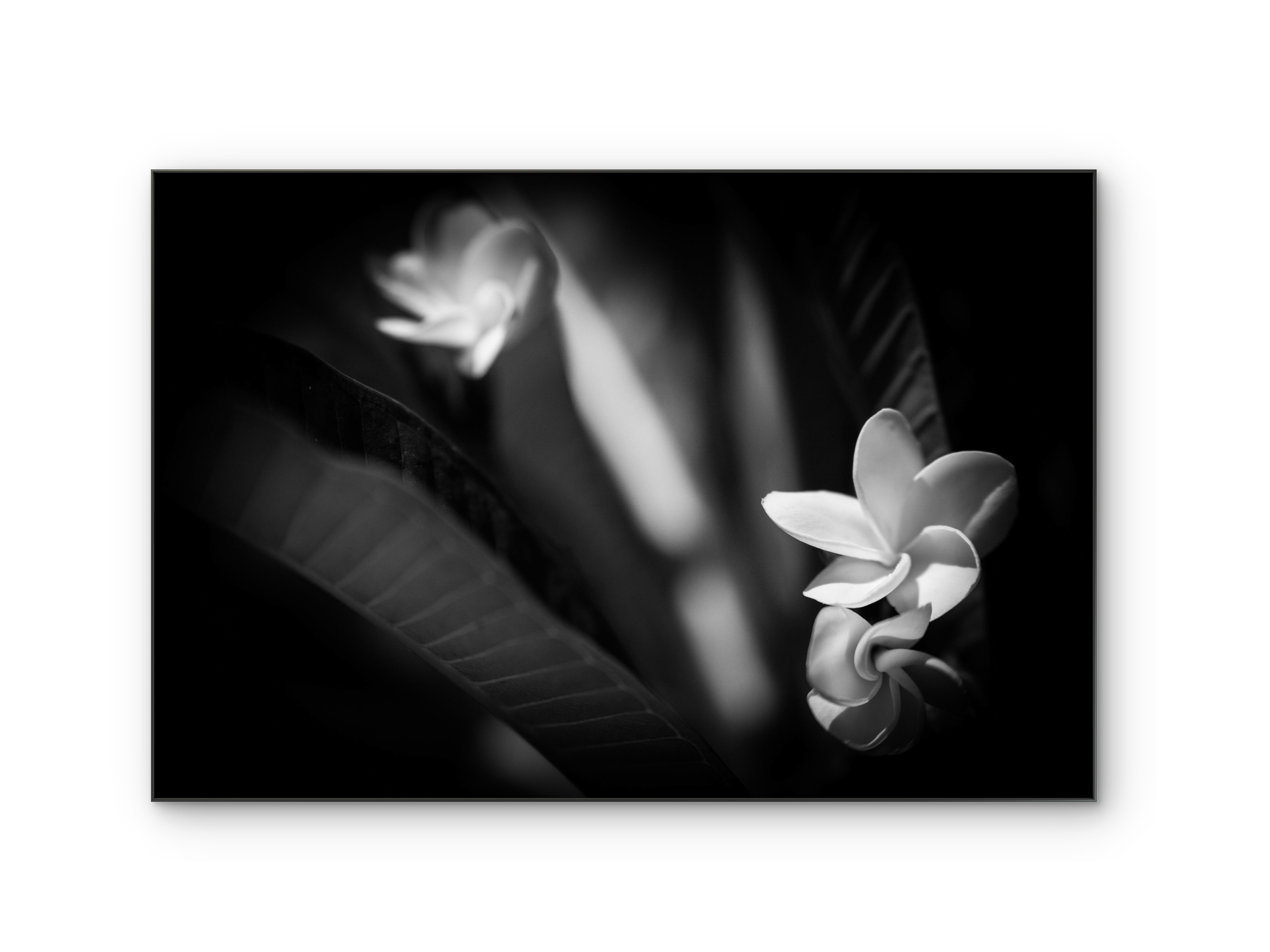 043 | Nocturnal | 5K Resolution HQ | Open Edition