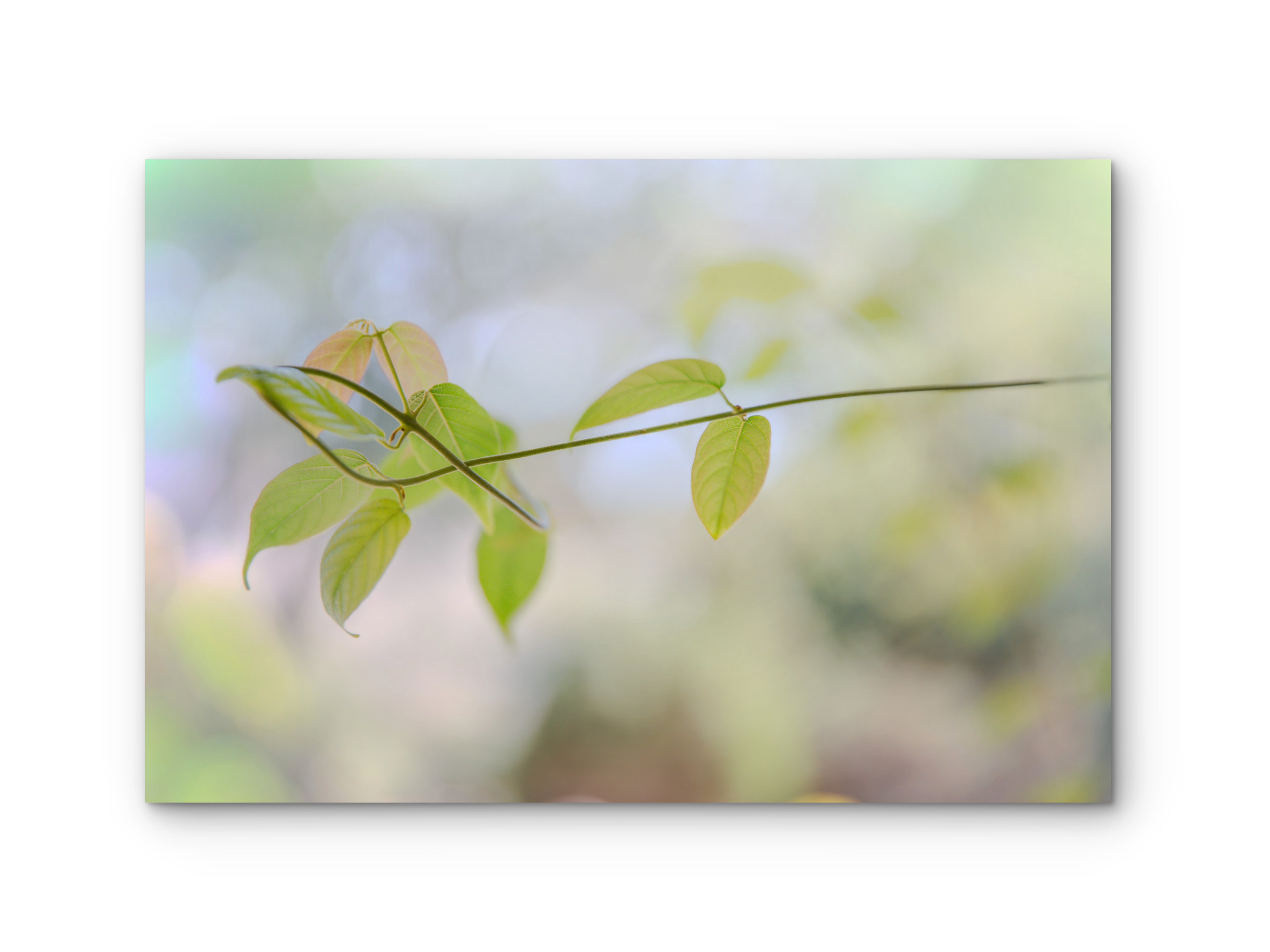 006 | Gentle Green | 5K Resolution HQ | Open Edition