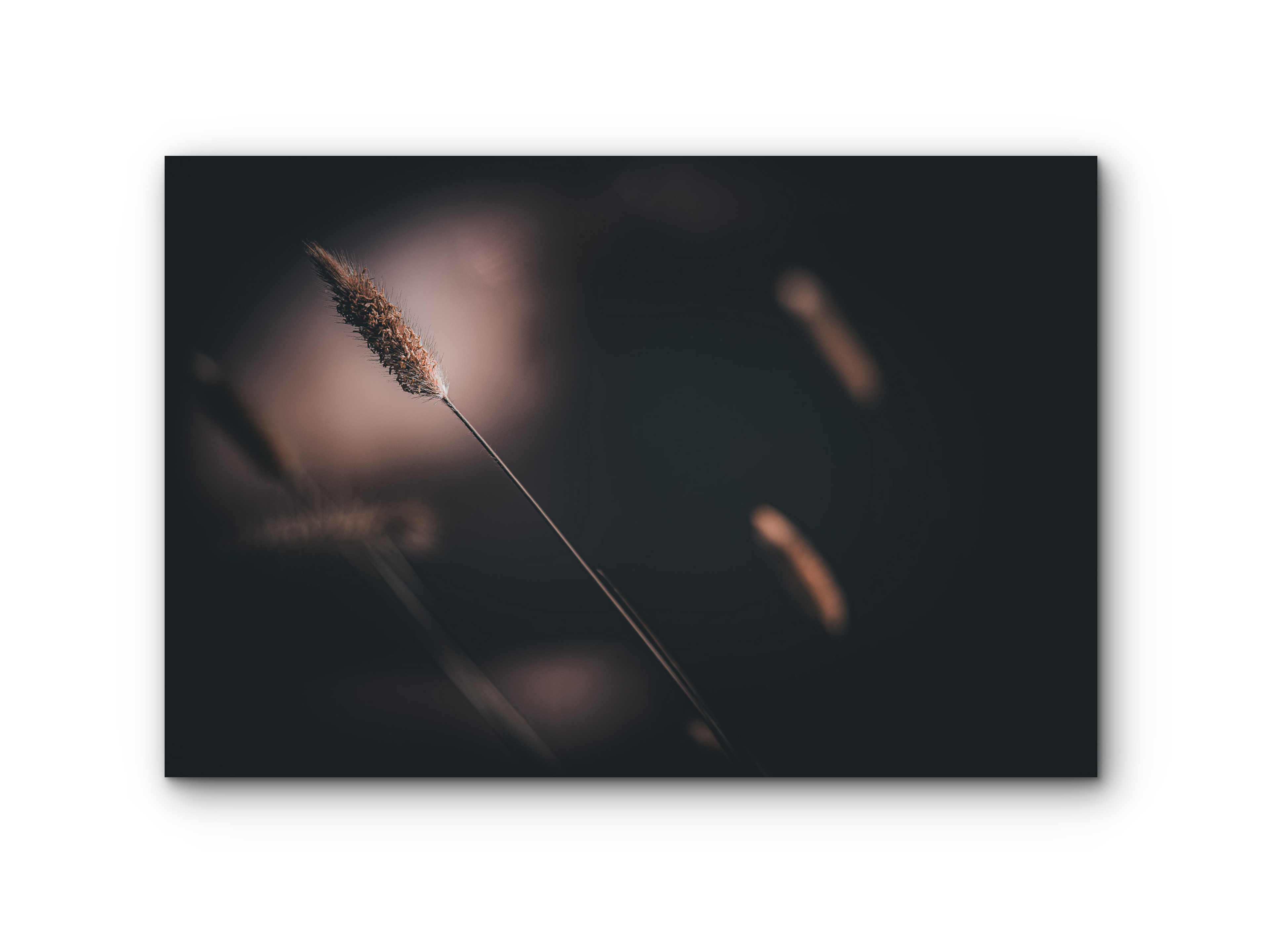 109 | pampas | 5K Resolution HQ | Open Edition