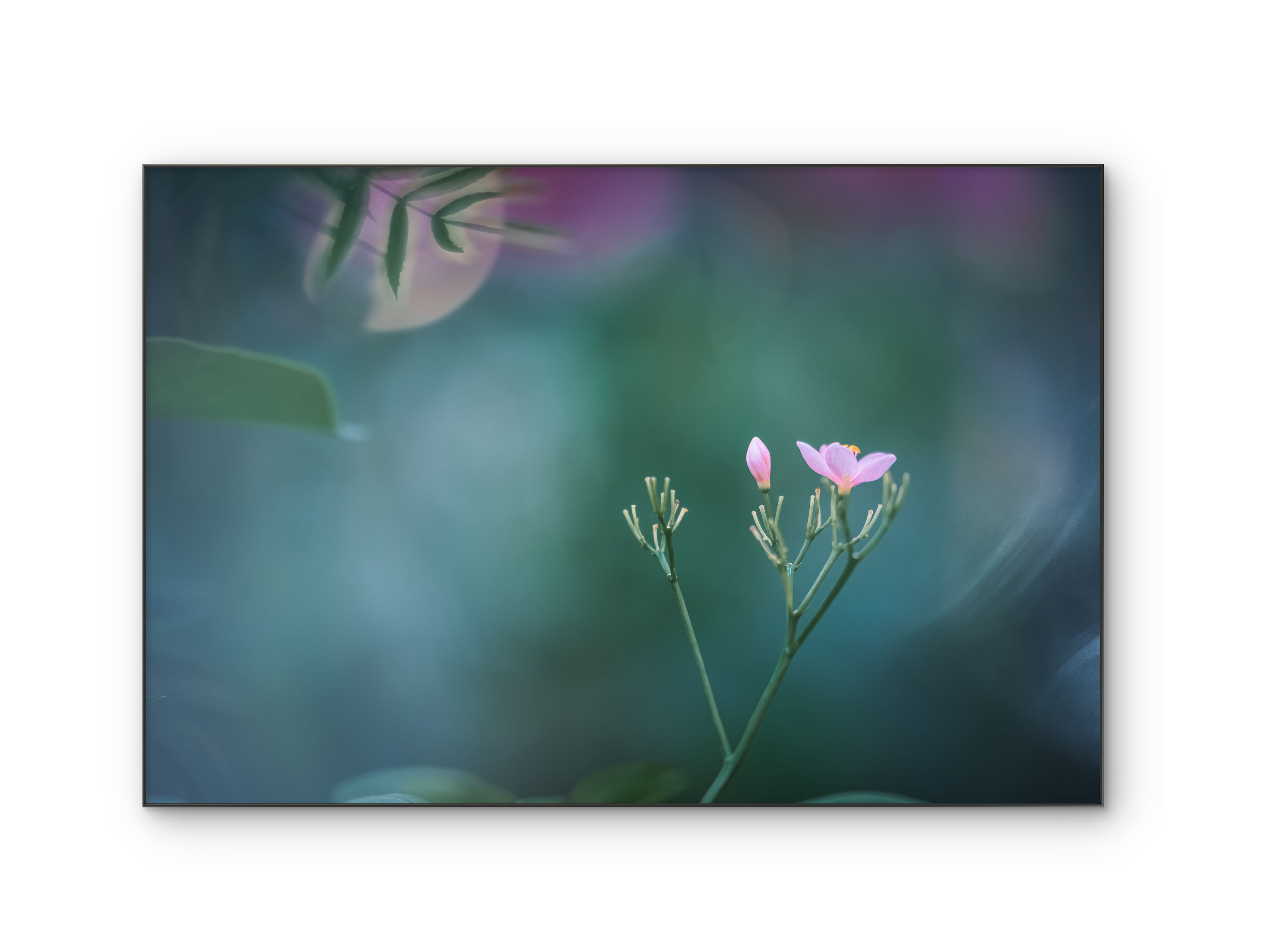 072 | Spring | 5K Resolution HQ | Open Edition