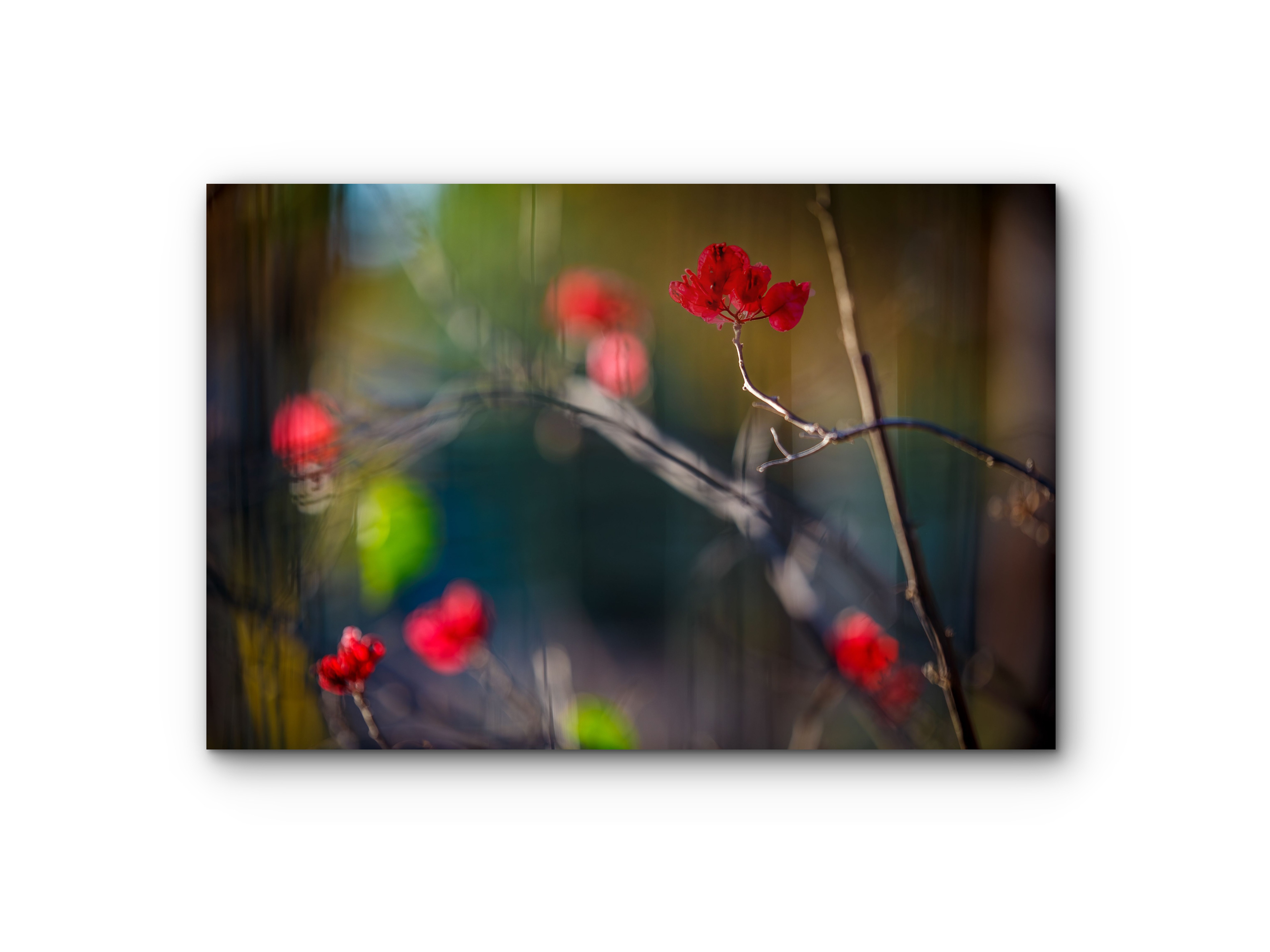 110 | Floral cotton | 5K Resolution HQ | Open Edition