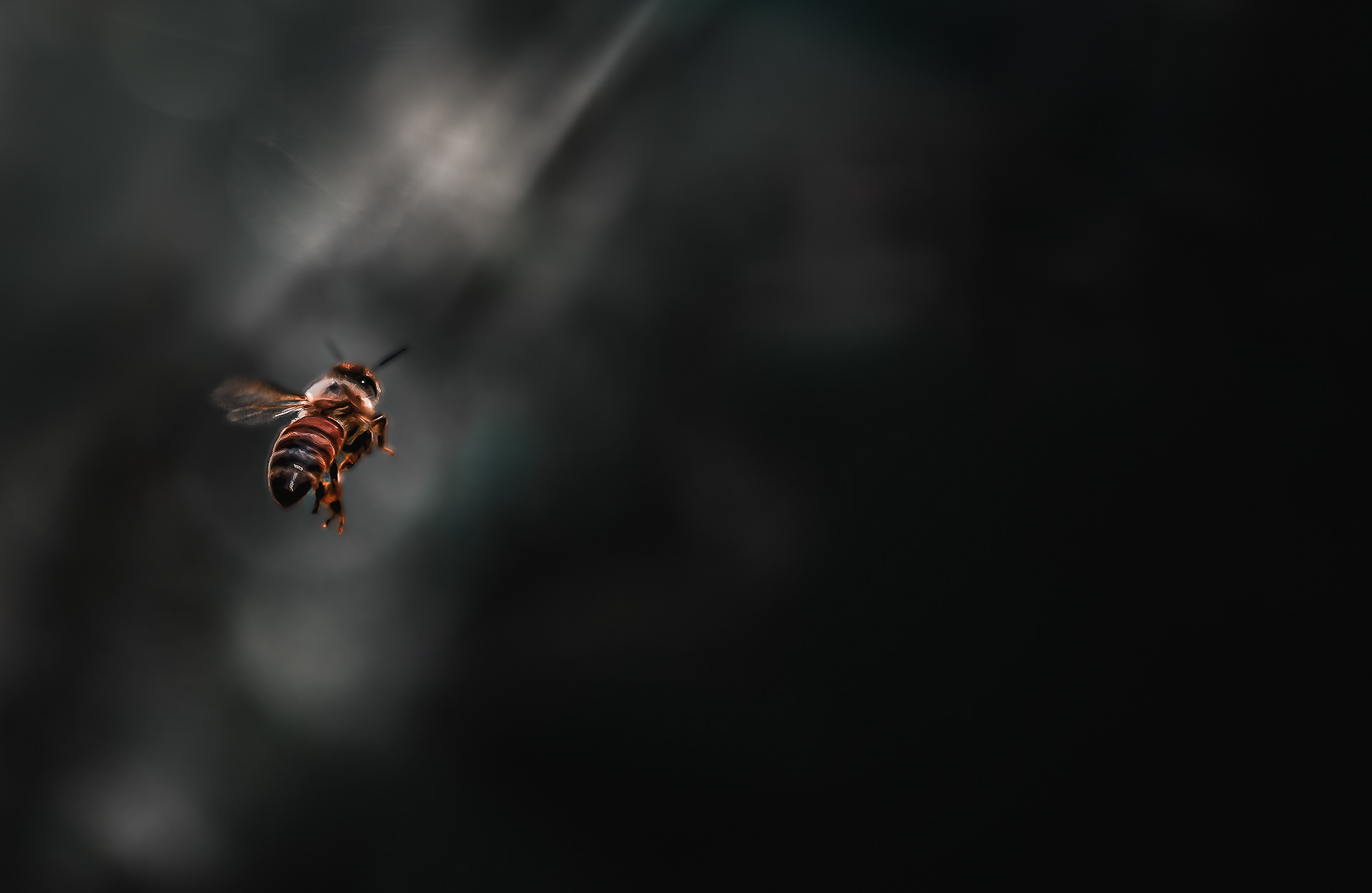 Cat. N007 | "The Last Bee" | 10K HQ | 10496×7024 | 