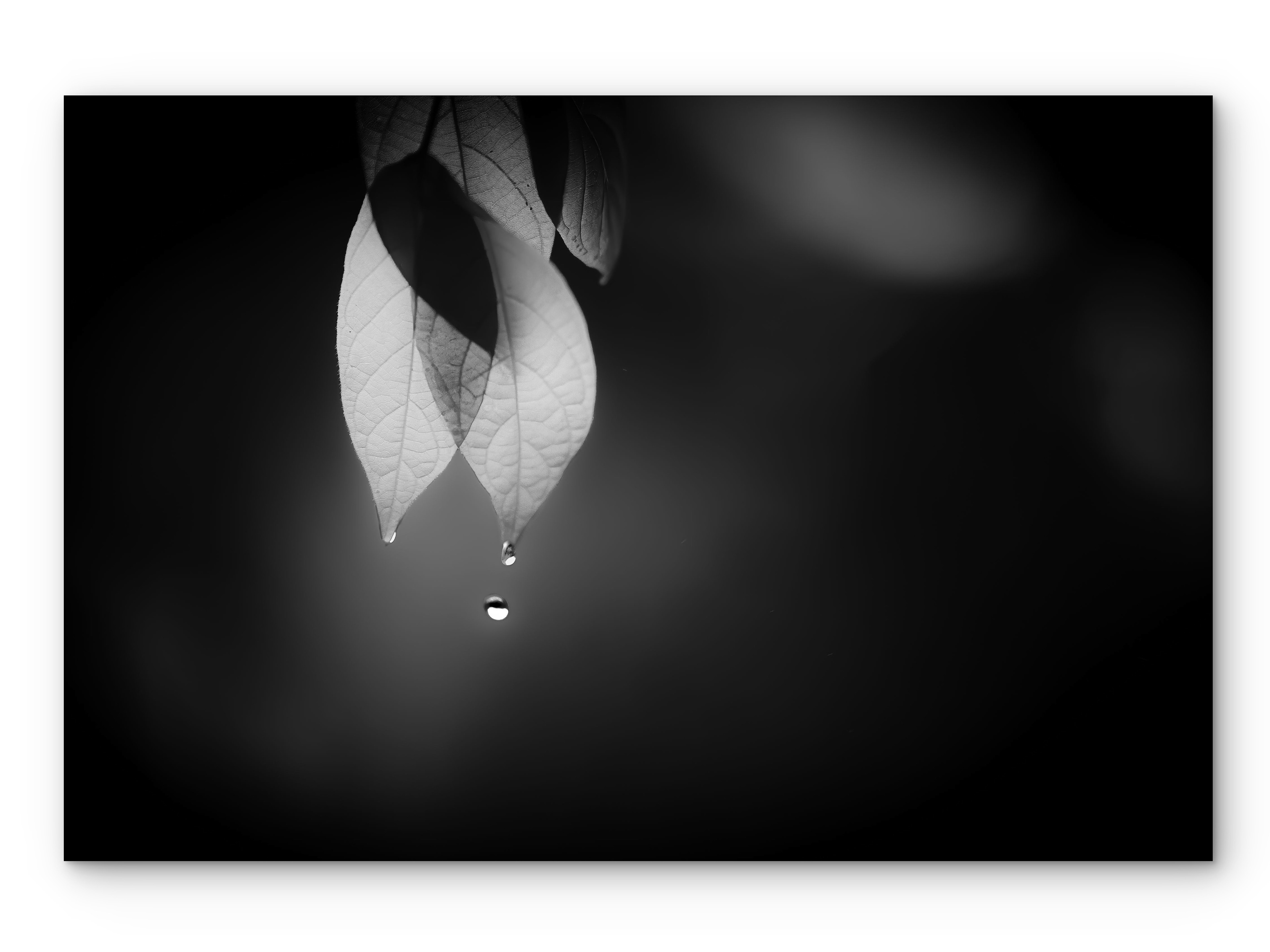 004 | Drop | 5K Resolution HQ | Open Edition