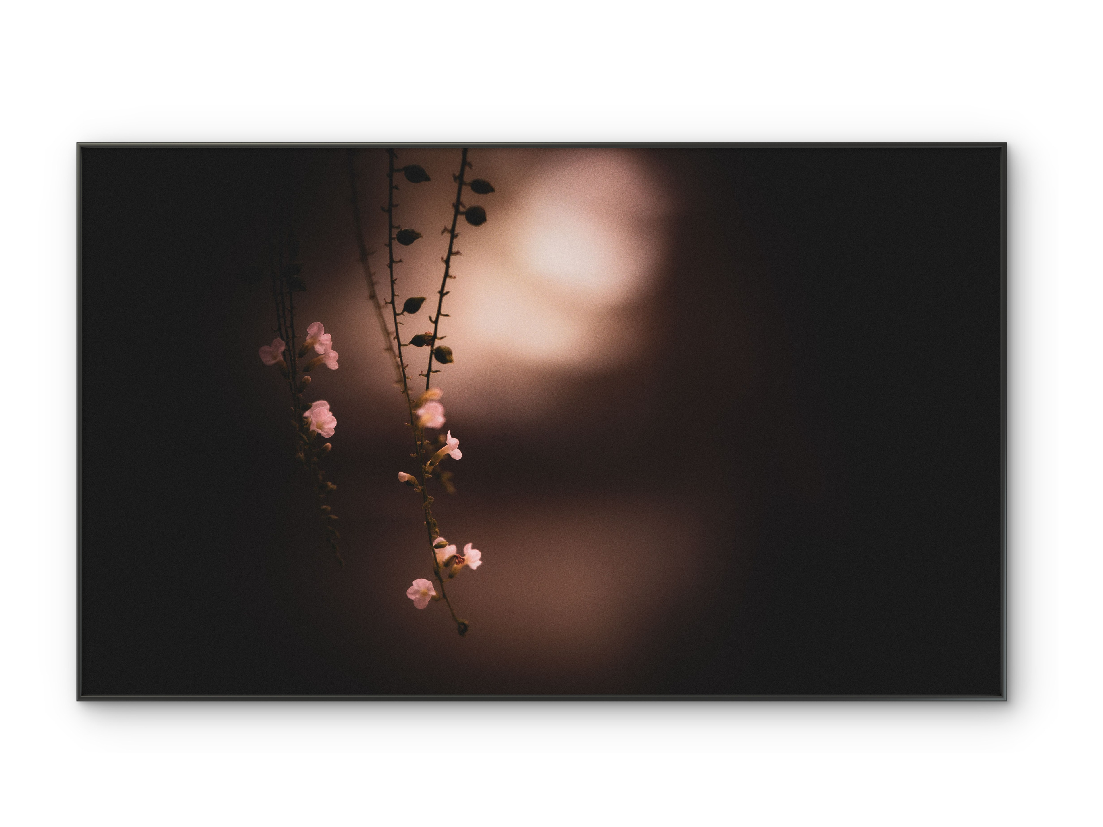 005 | Pink Lace | 5K Resolution HQ | Open Edition