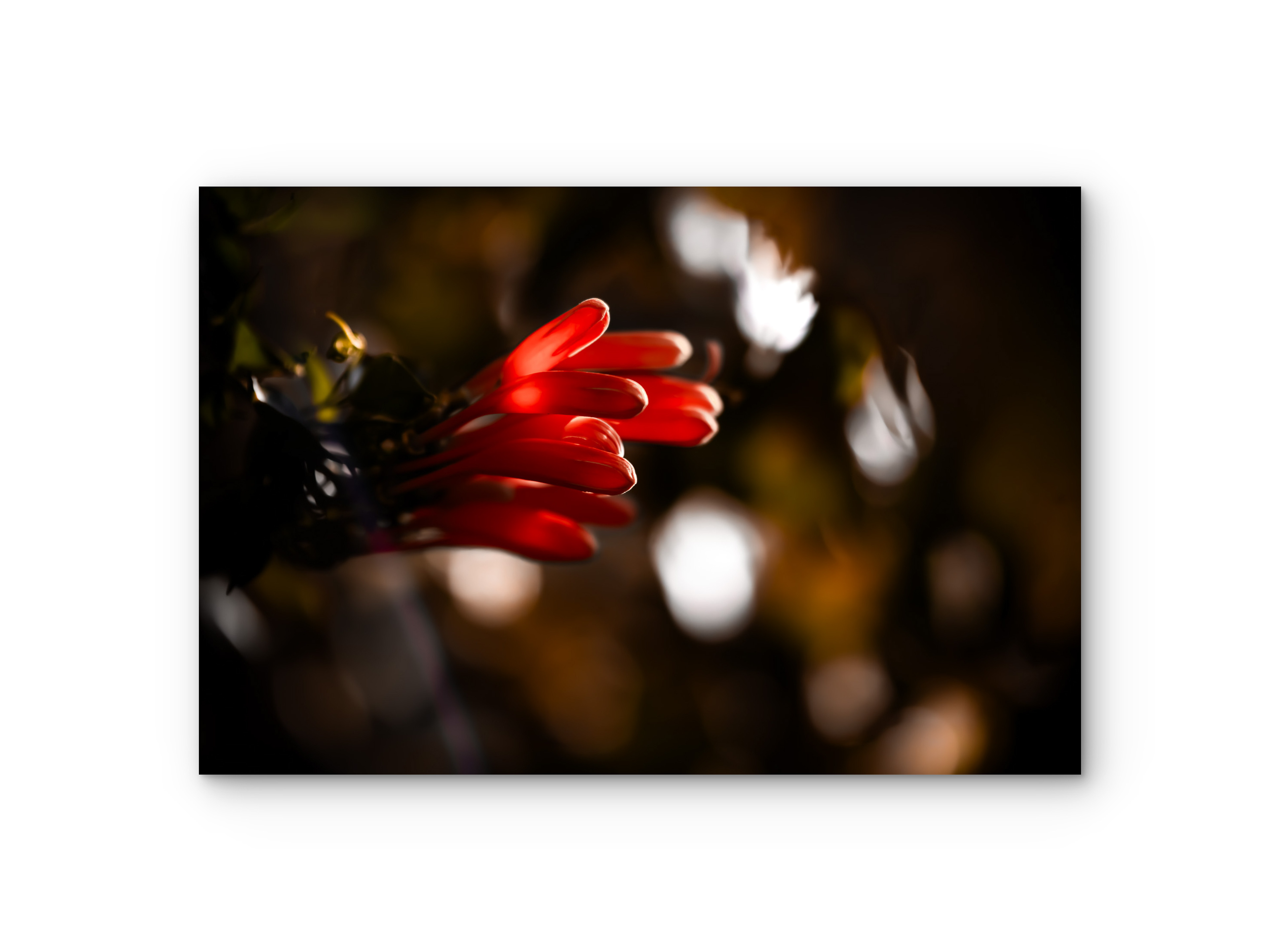 141 | Red Glow | 5K Resolution HQ | Open Edition