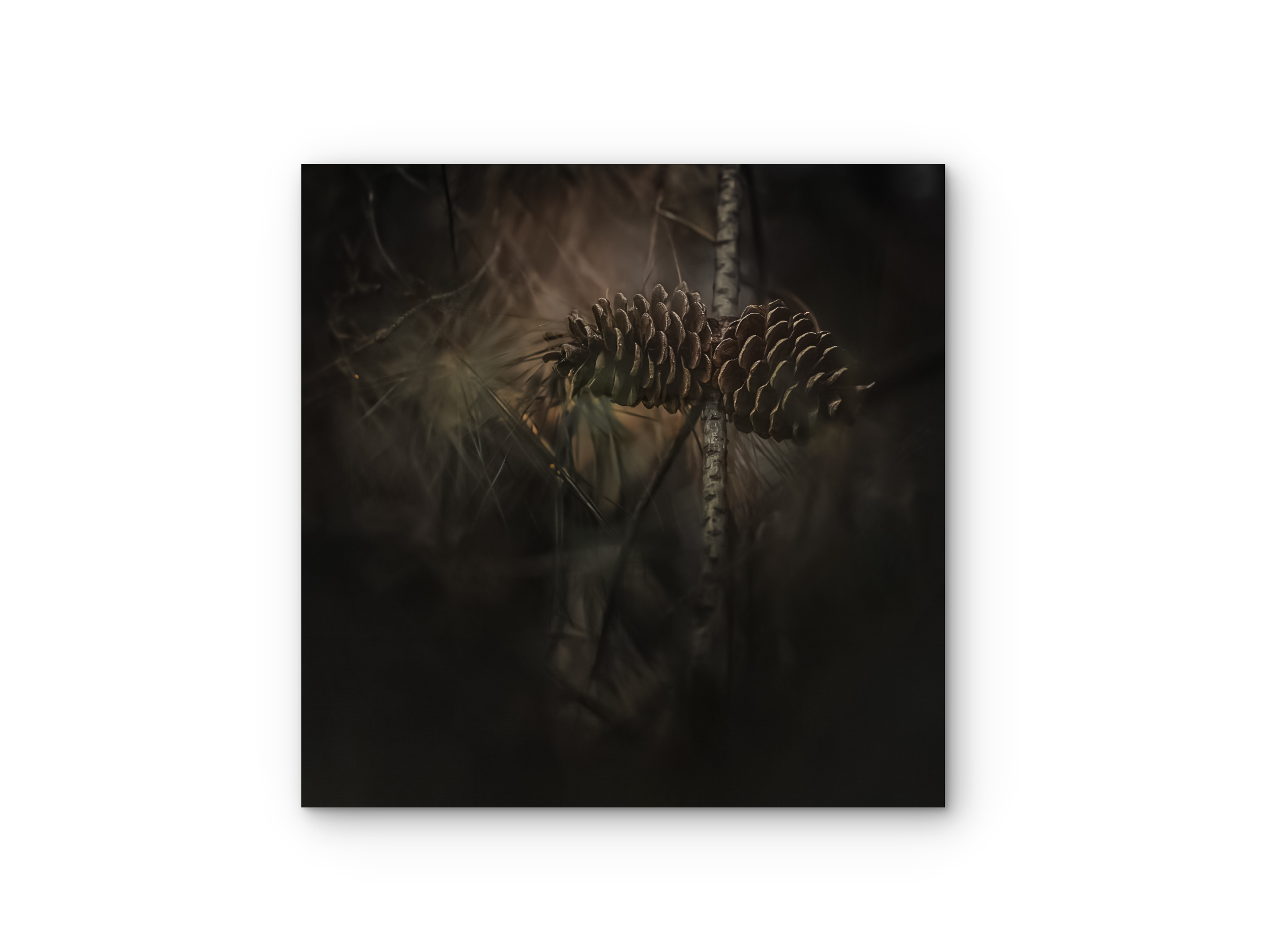 101 | Pine Cones | 5K Resolution HQ | Open Edition