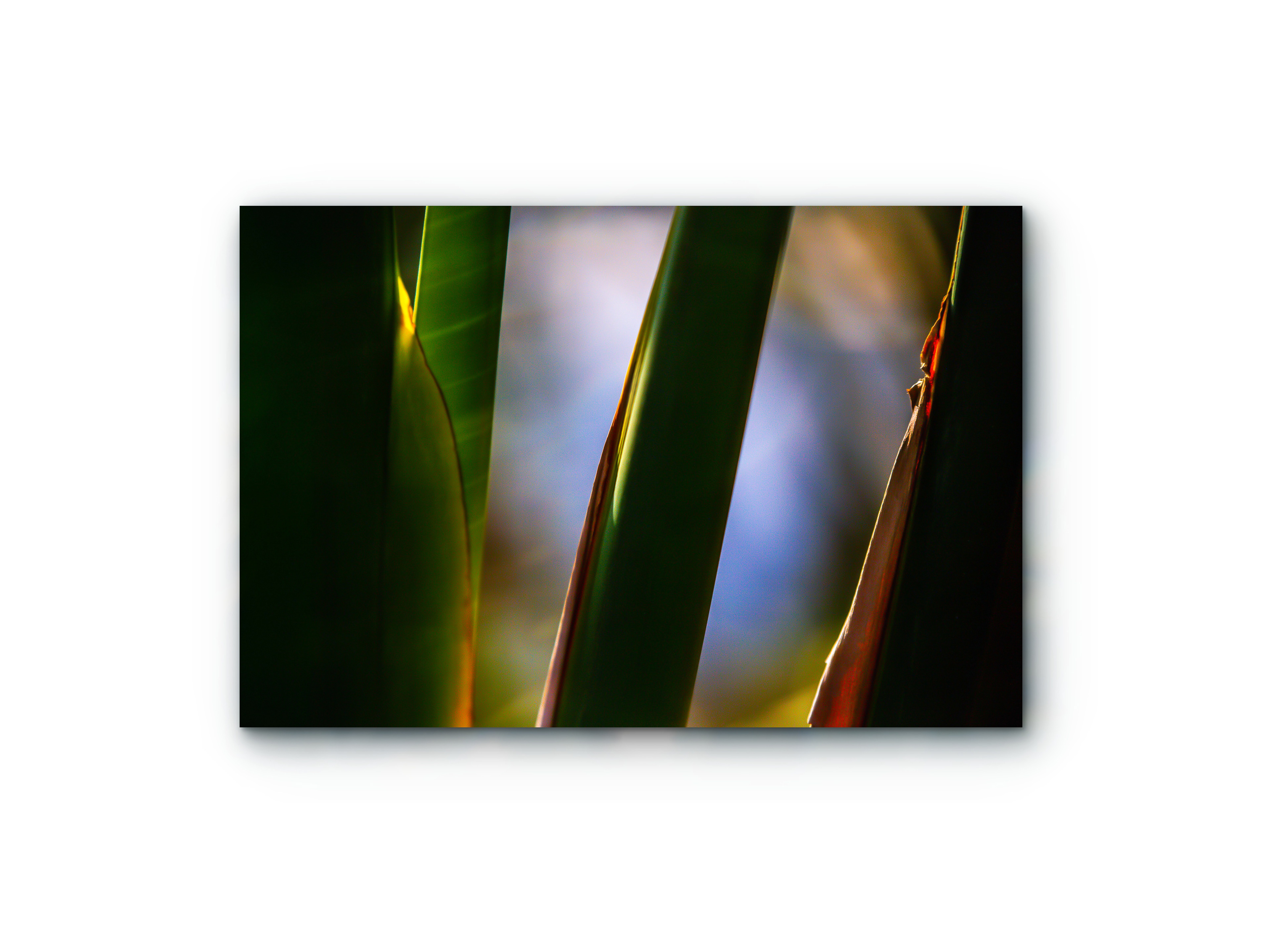 111 | Paradise | 5K Resolution HQ | Open Edition