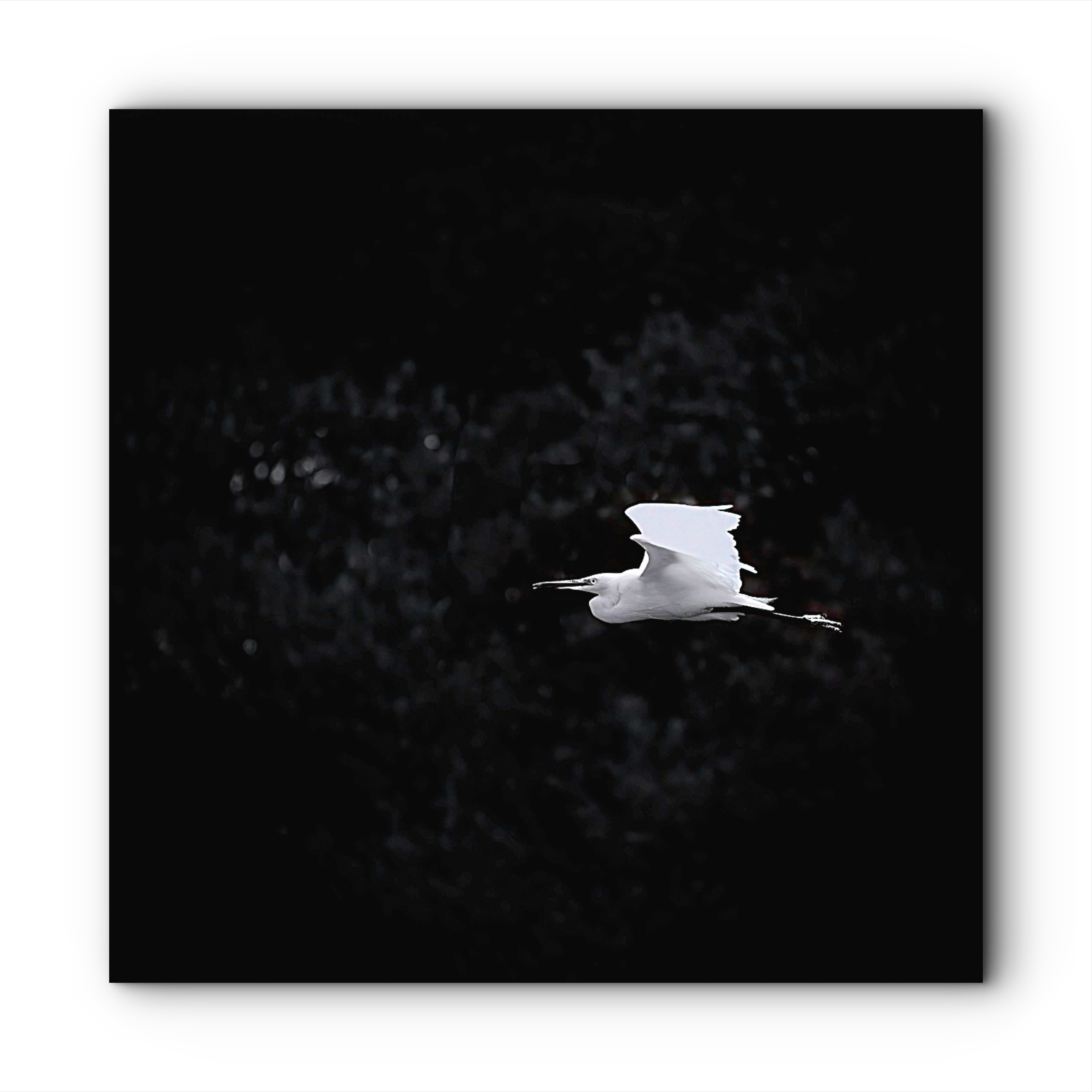 099 | Freedom | 5K Resolution HQ | Open Edition