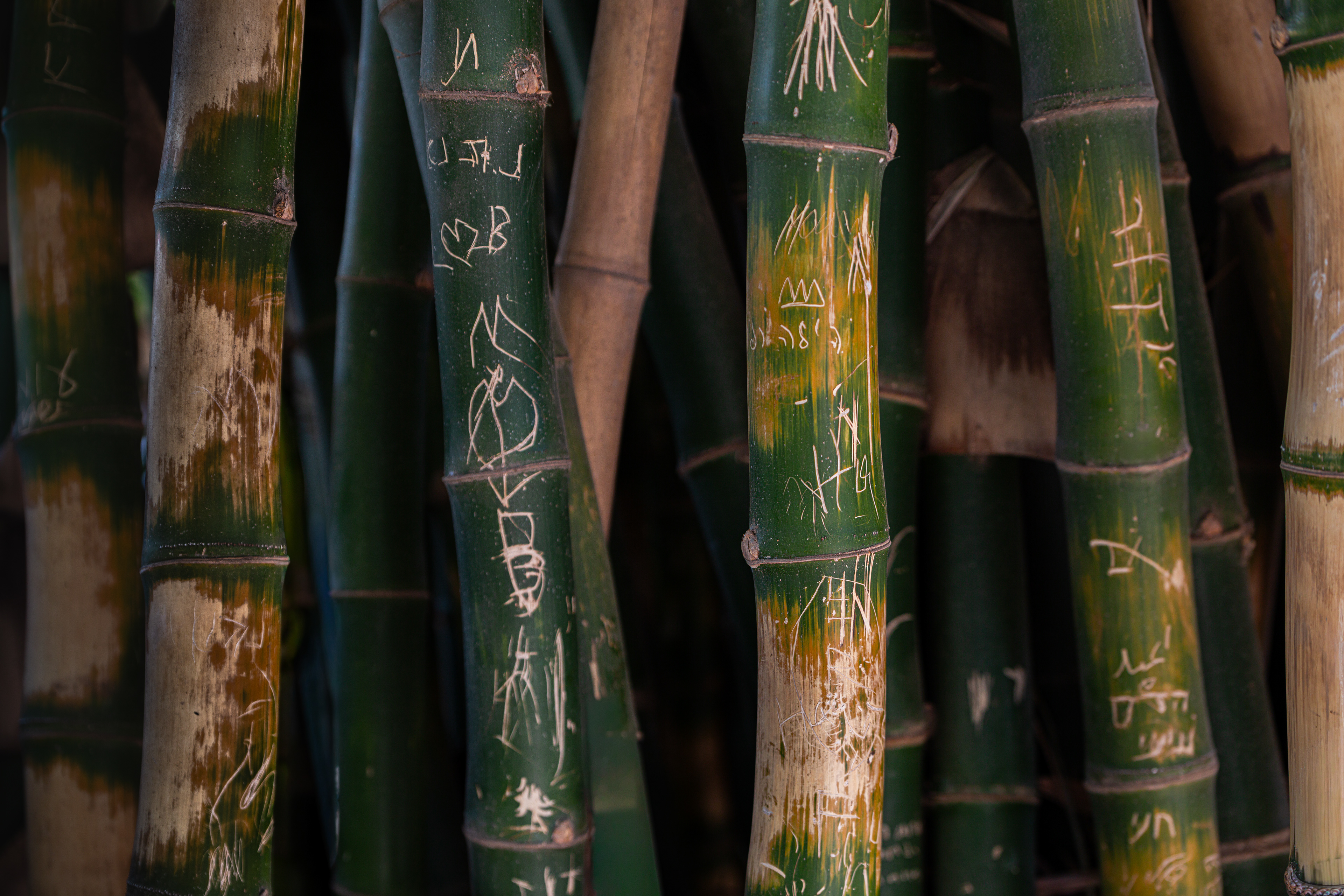 Cat. N010 | “Timeless Bamboo” | 10K HQ | 10496×7024 | 