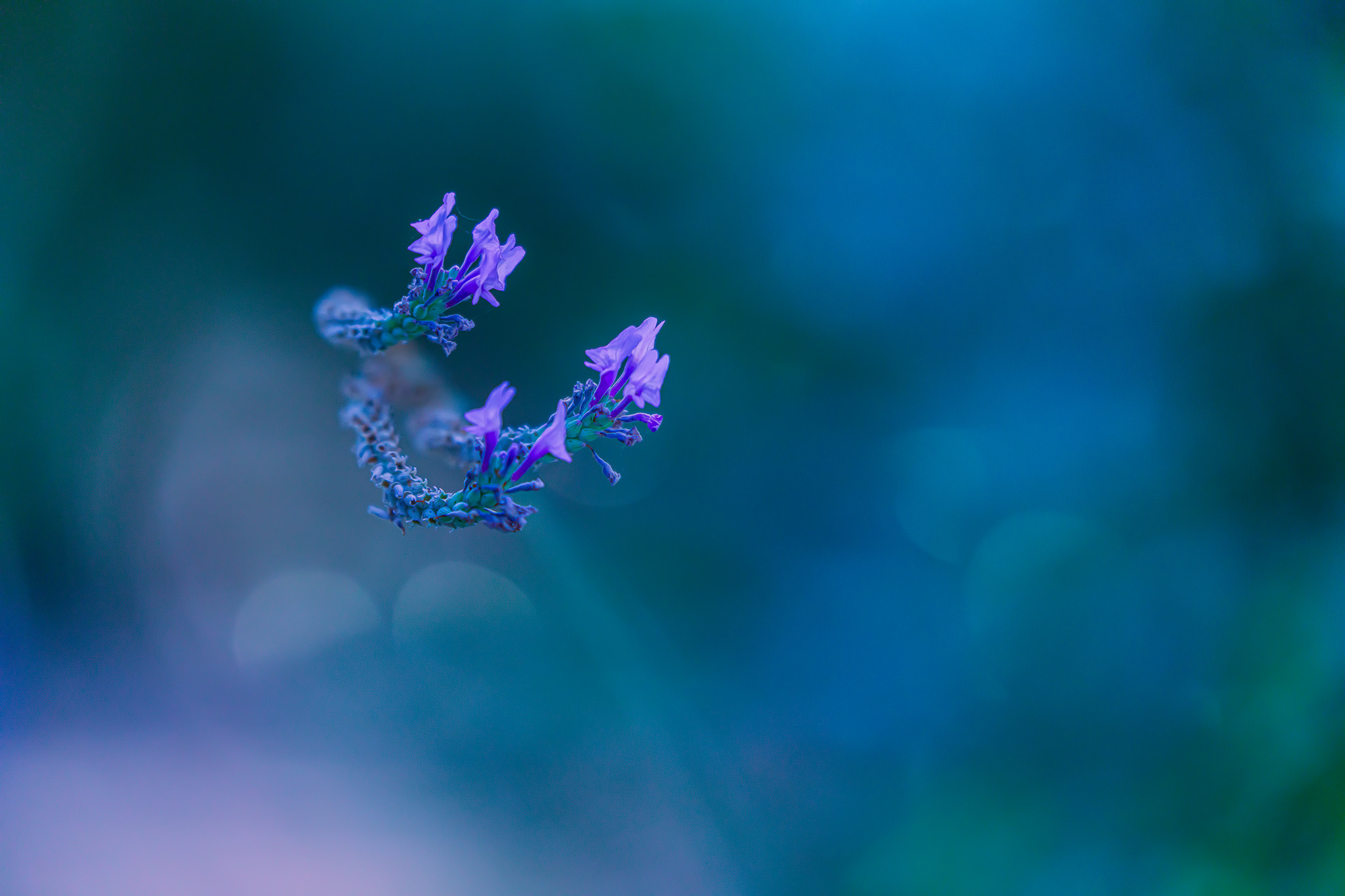 Cat. N003 | “Lavender Dream” | 10K HQ | 10496×7024 | 