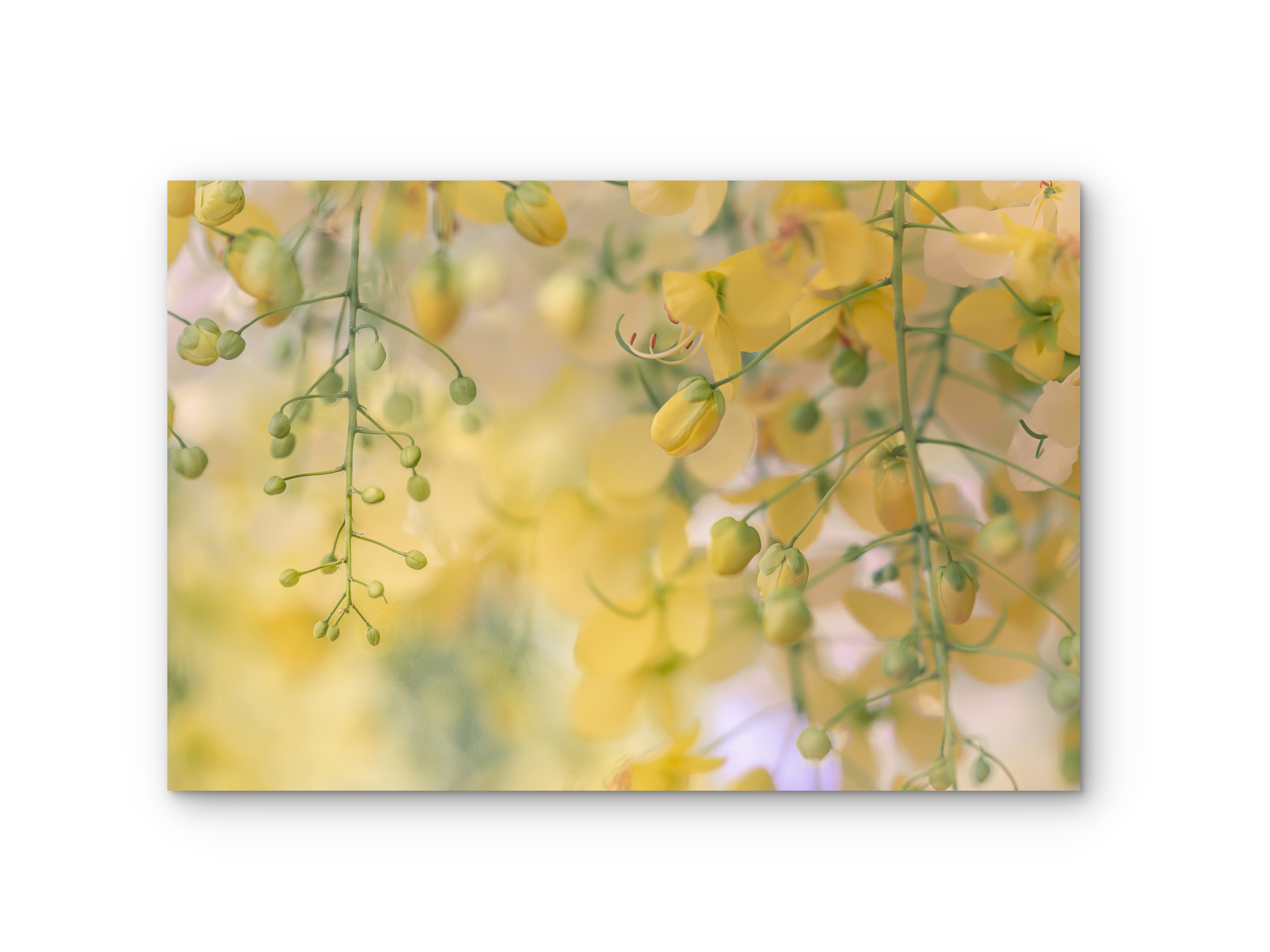 108 | Yellow Flora | 10K Resolution HQ | Open Edition