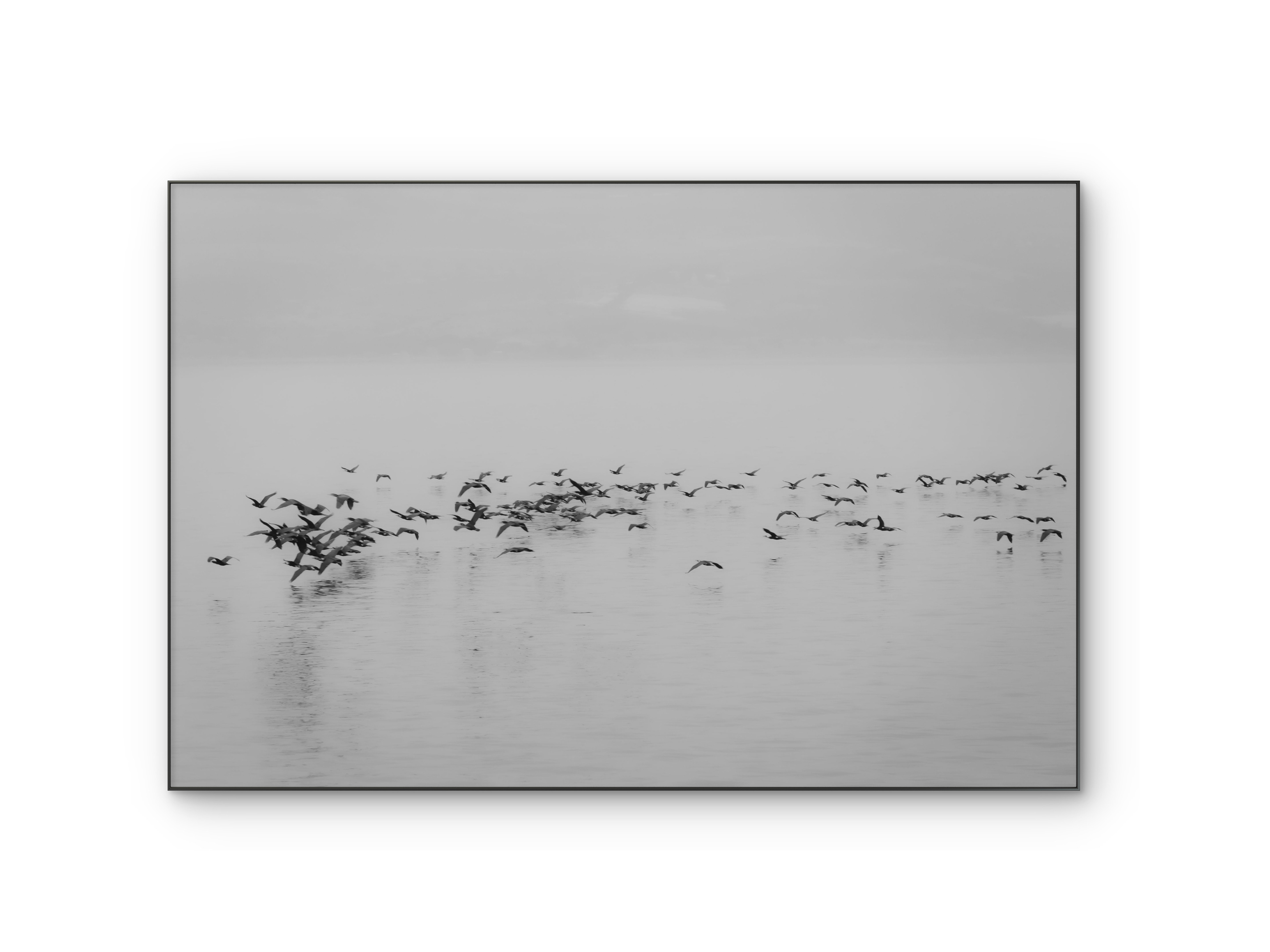 081 | Swift | 5K Resolution HQ | Open Edition