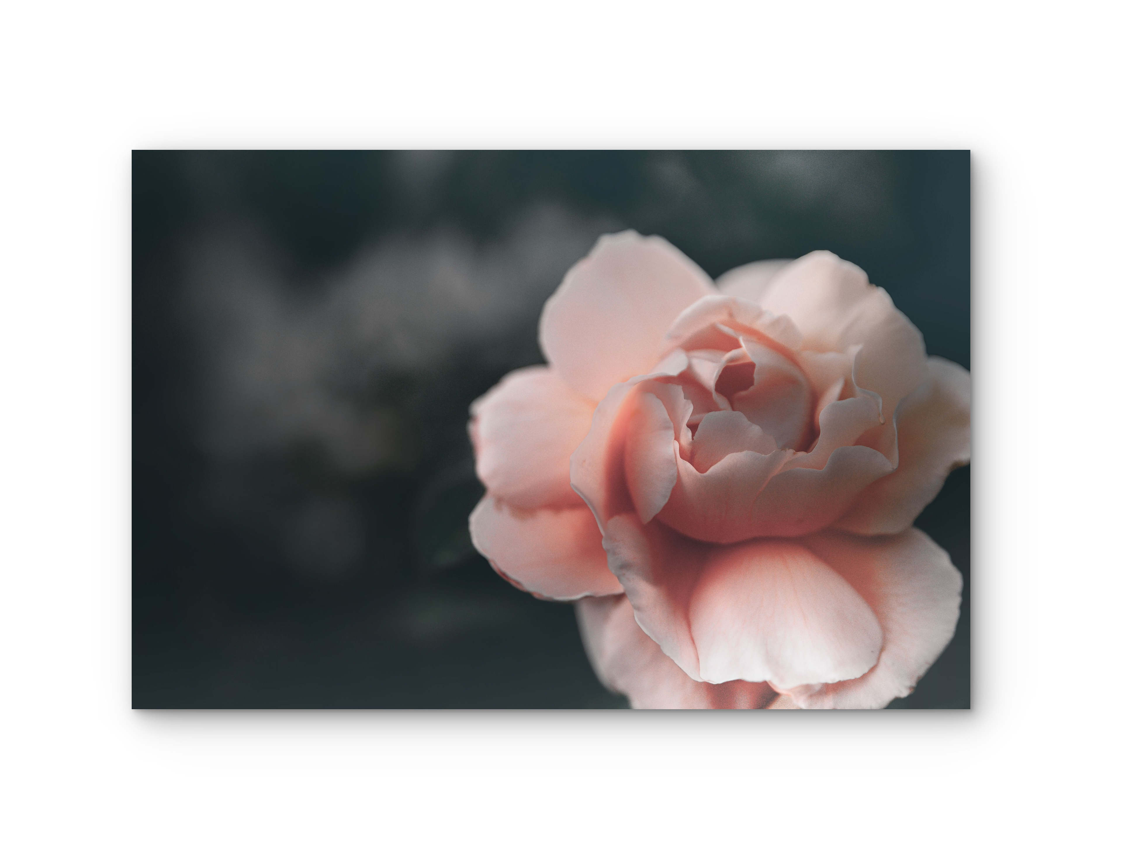 062 | Marion | 5K Resolution HQ | Open Edition