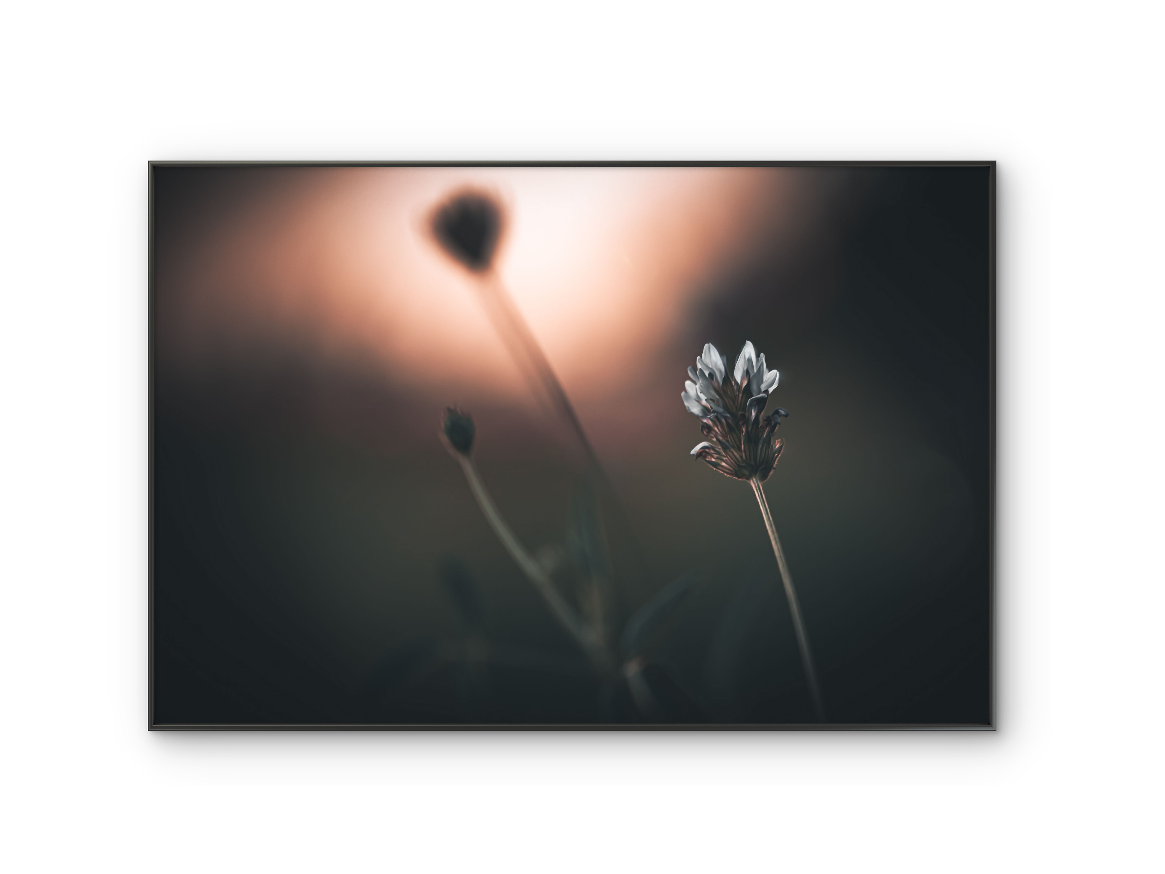 049 | Floral hue| 5K Resolution HQ | Open Edition