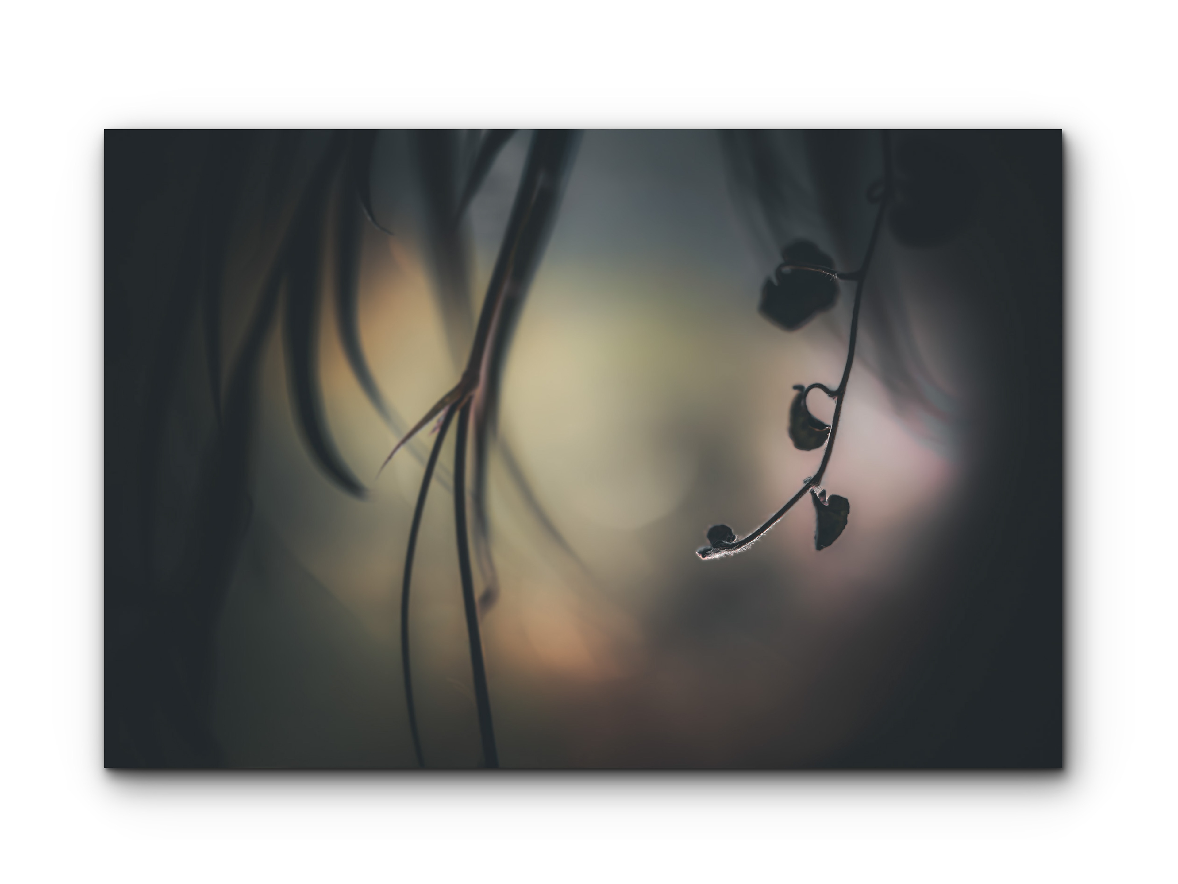 080 | Soft Sways | 5K Resolution HQ | Open Edition