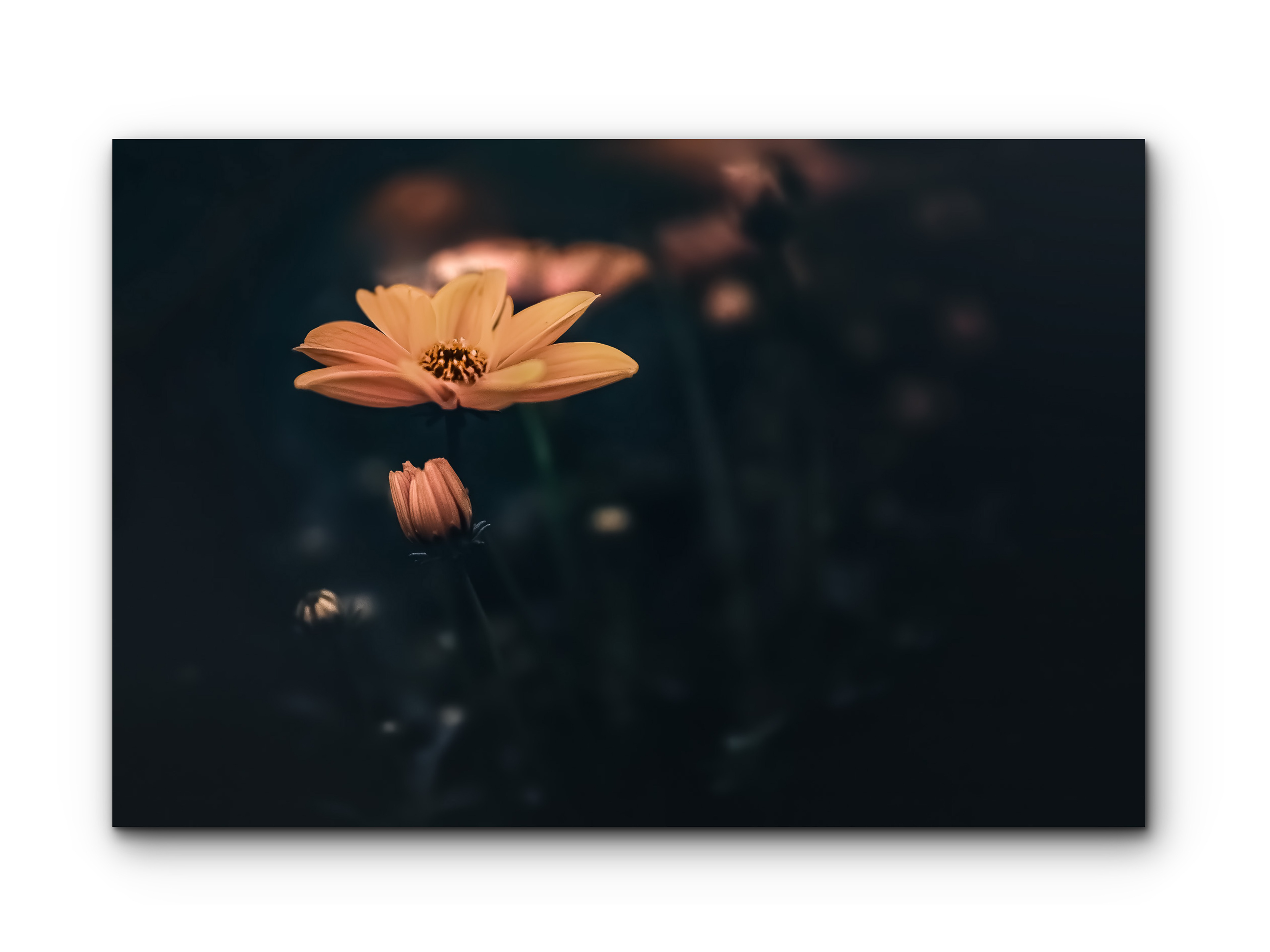 113 | Yellow Delights | 10K Resolution HQ | Open Edition