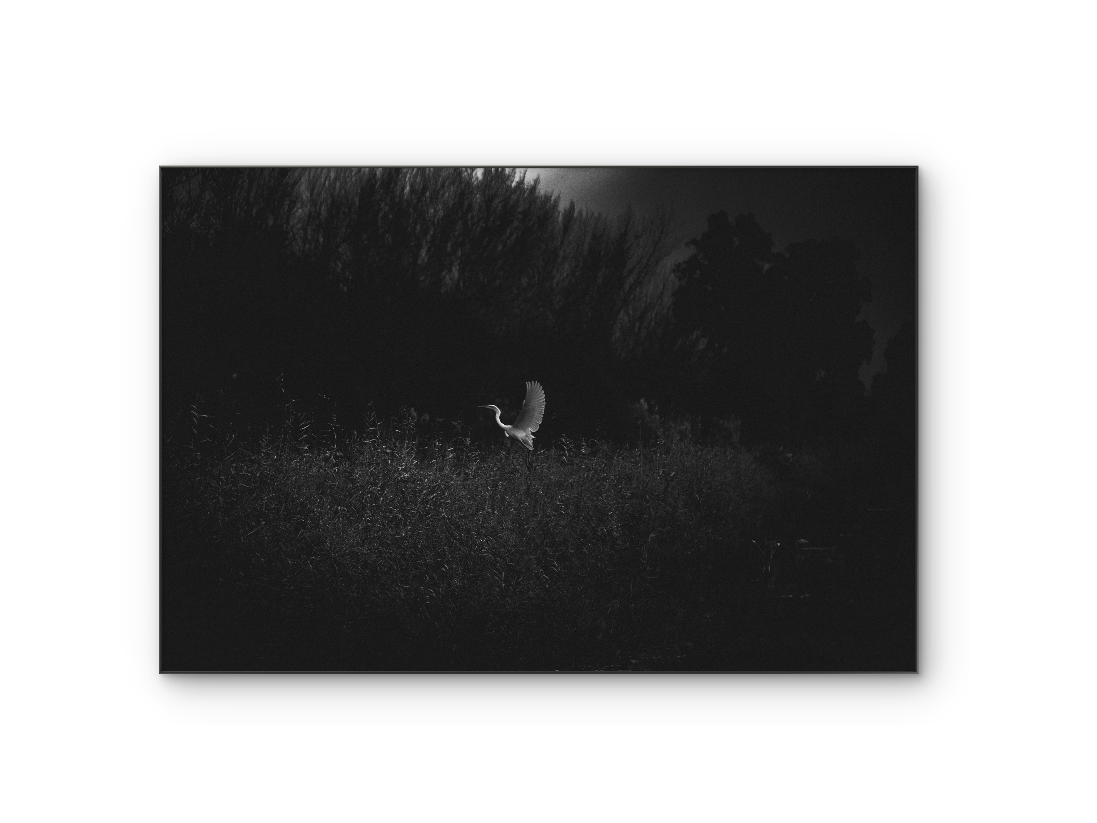 038 | Floral hue| 5K Resolution HQ | Open Edition