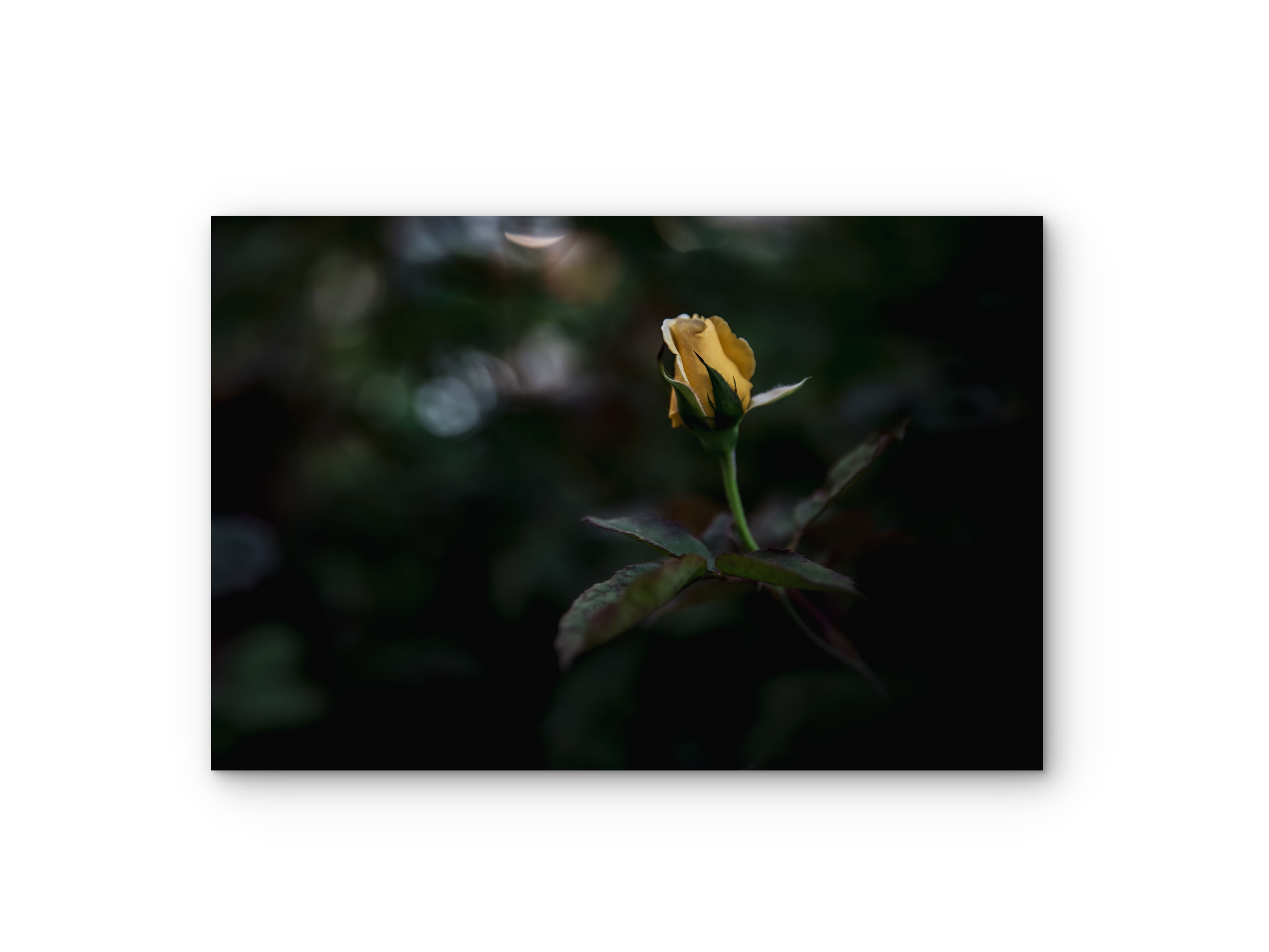 060| Midnight Rose | 5K Resolution HQ | Open Edition