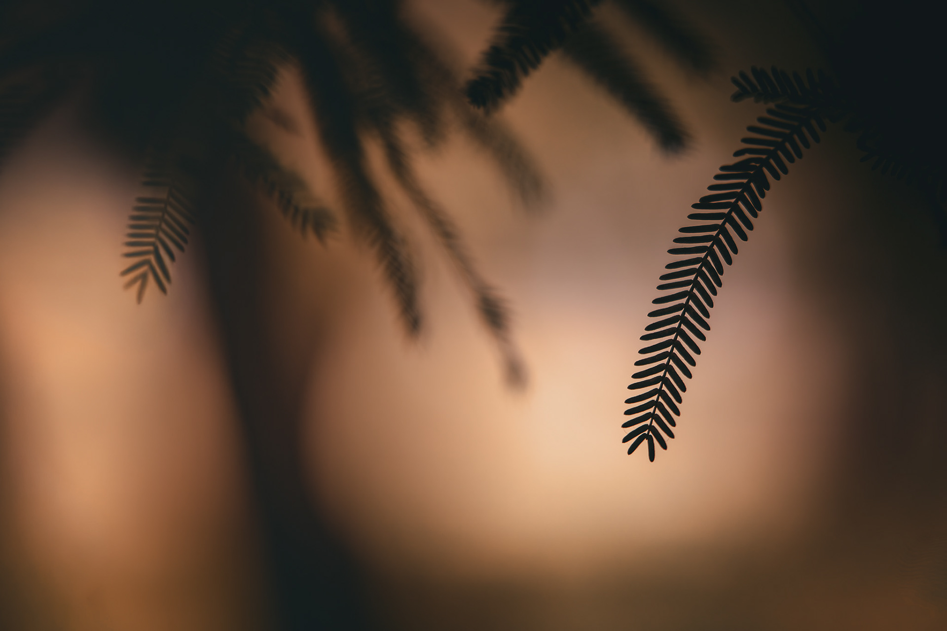 Cat. N016 | “Dusk Details” | 10K HQ | 10496×7024 | 