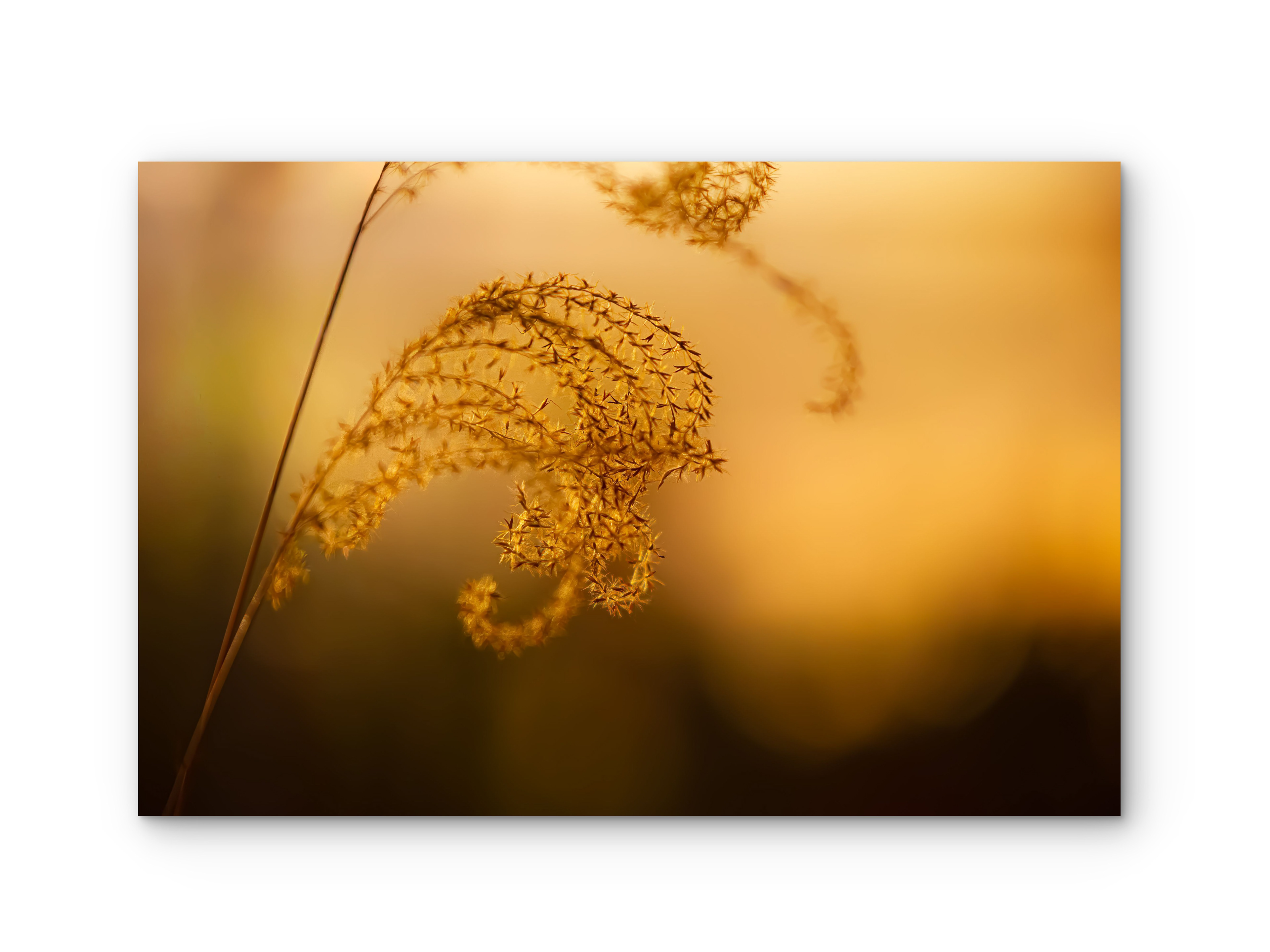 014 | Seeds of Hope | 5K Resolution HQ | Open Edition