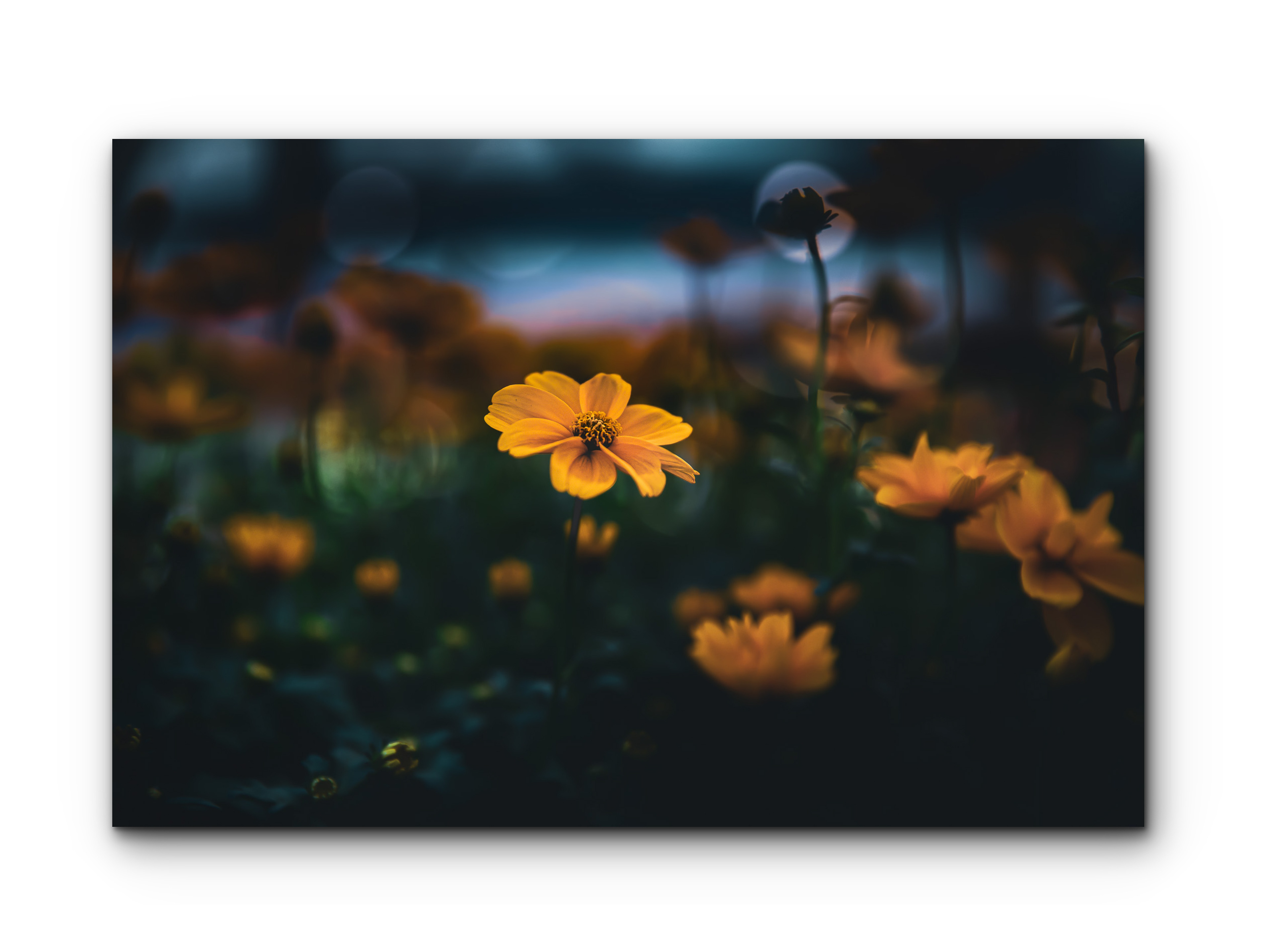 116 | Morning Blooms | 5K Resolution HQ | Open Edition