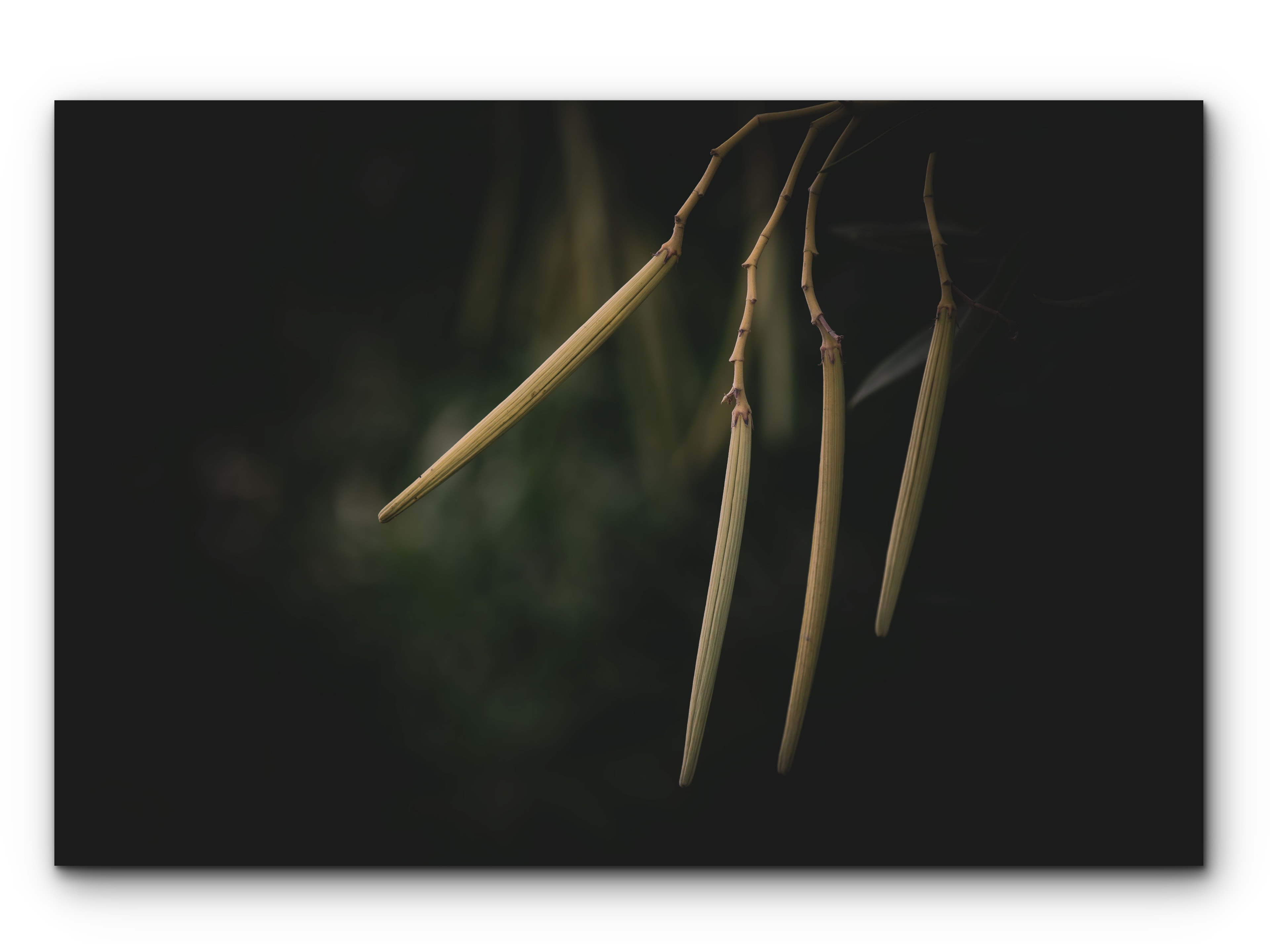 117 | Freddy | 5K Resolution HQ | Open Edition