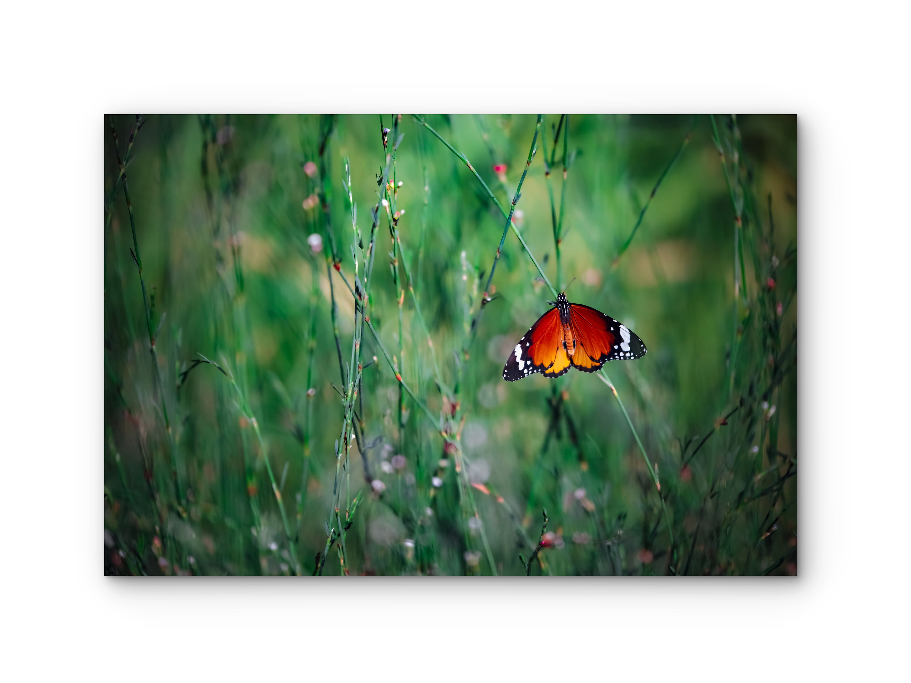 032 | Red Admiral | 5K Resolution HQ | Open Edition