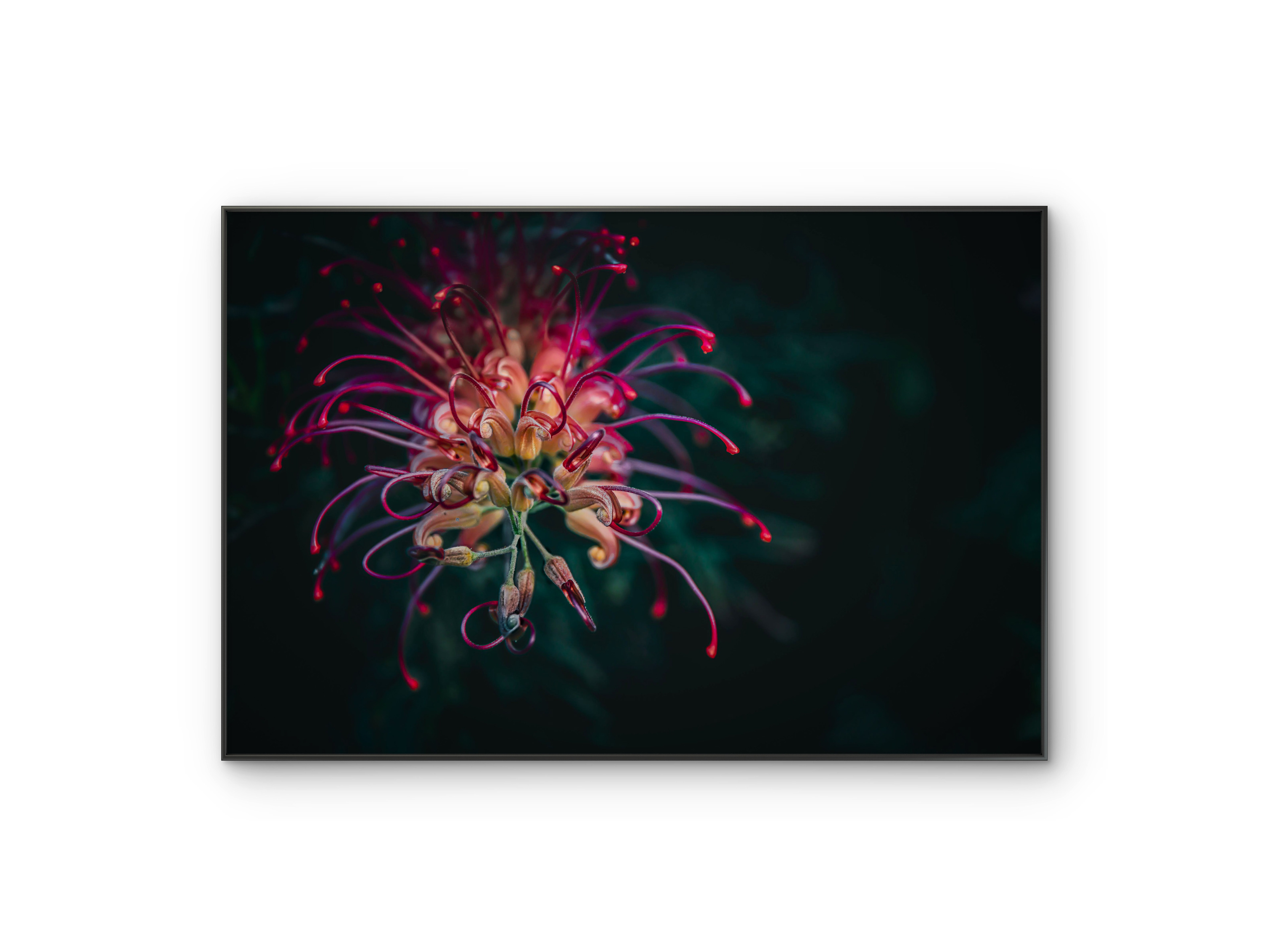 071 | Floral celebration | 5K Resolution HQ | Open Edition