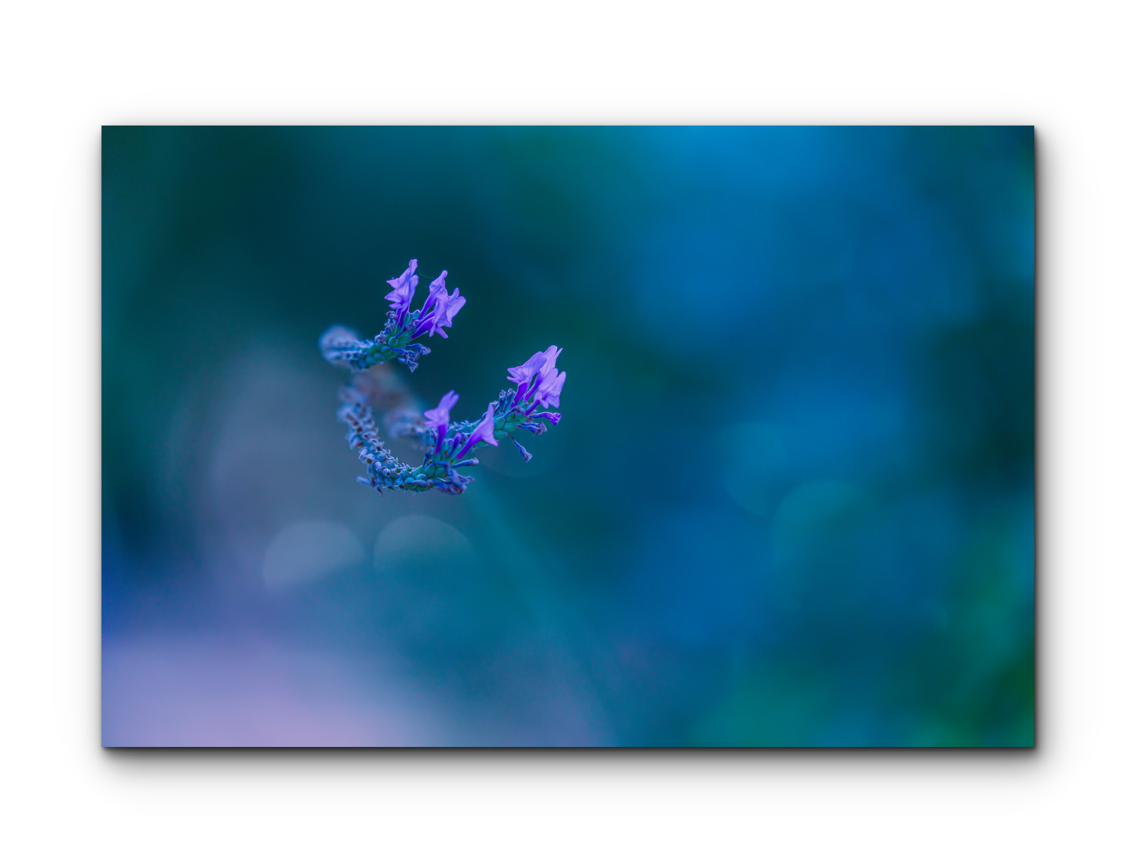 089 | Purple Haze | 10K Resolution HQ | Open Edition