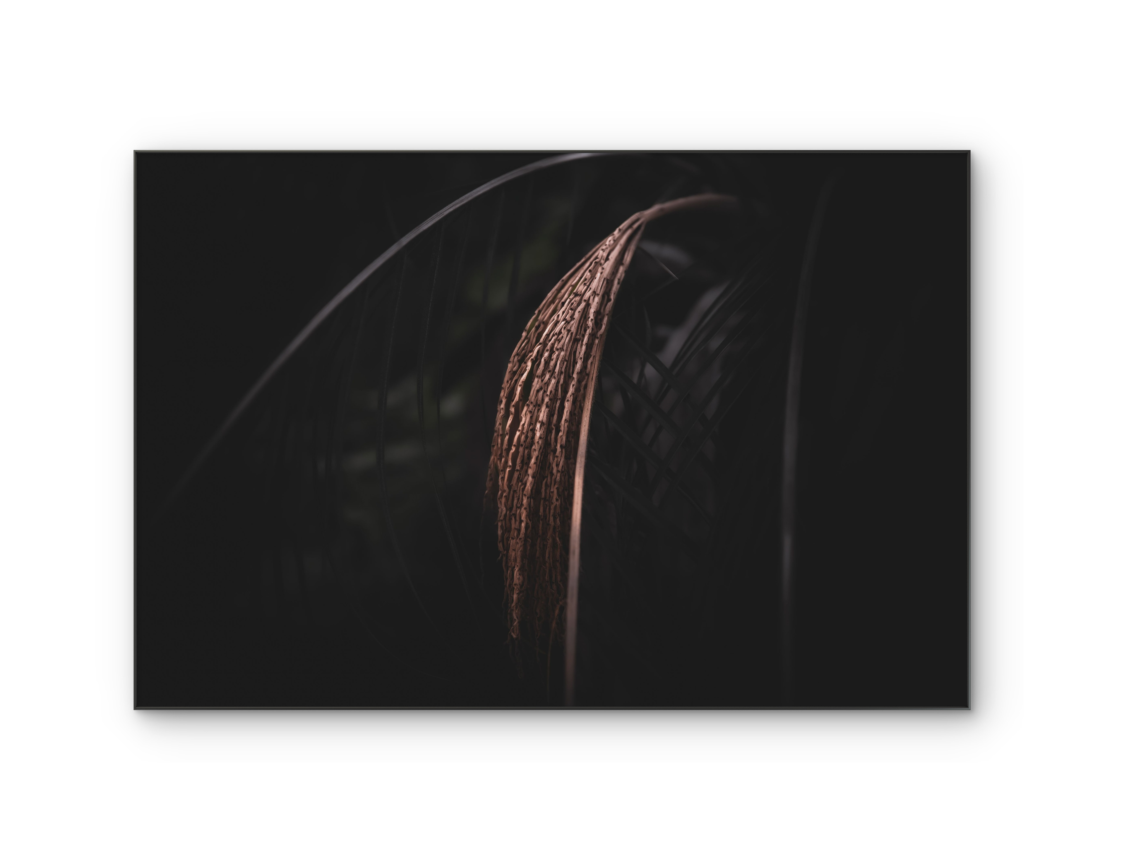 088 | Golden Bow | 5K Resolution HQ | Open Edition