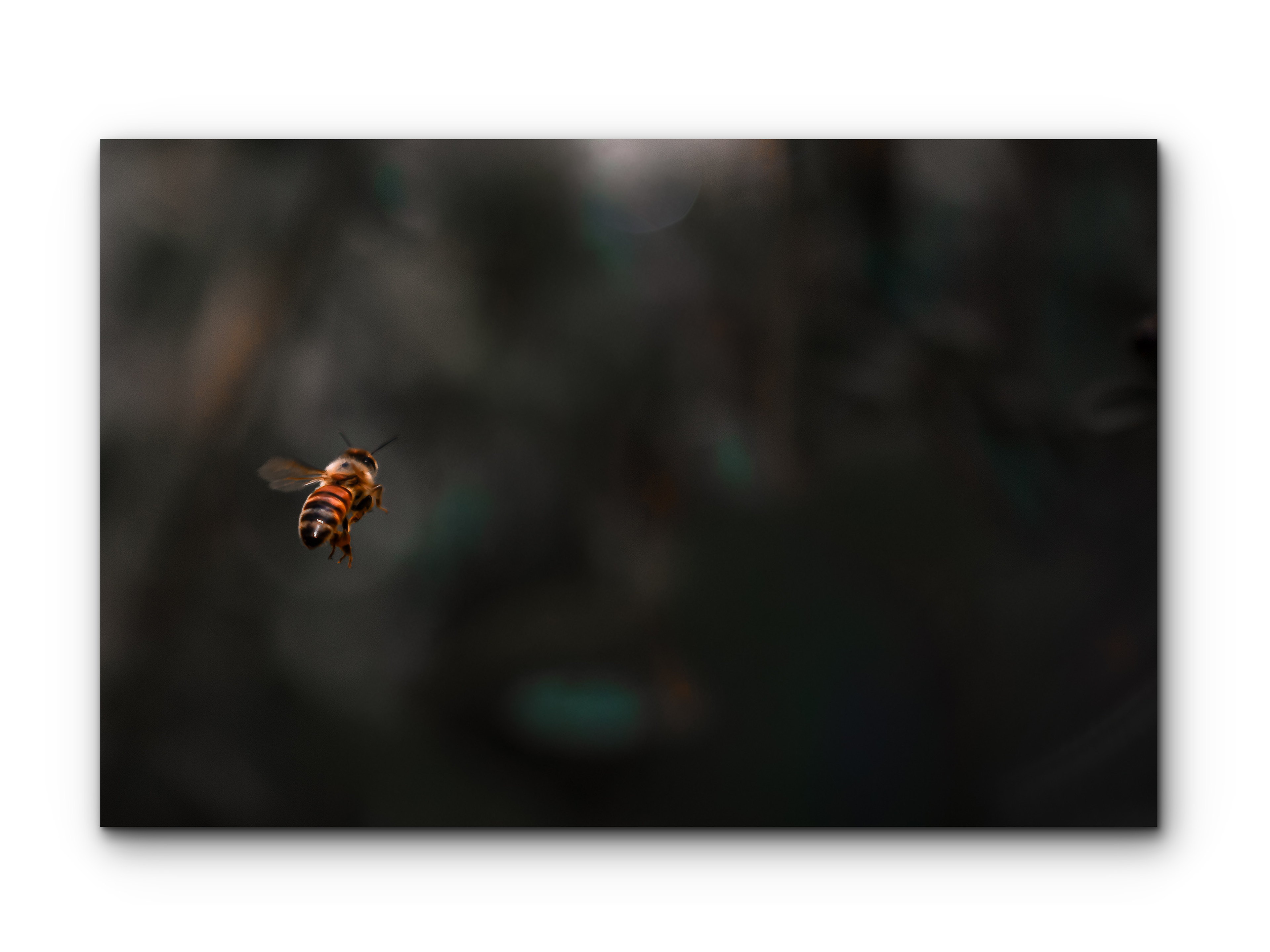 066 | Last Bee | 5K Resolution HQ | Open Edition