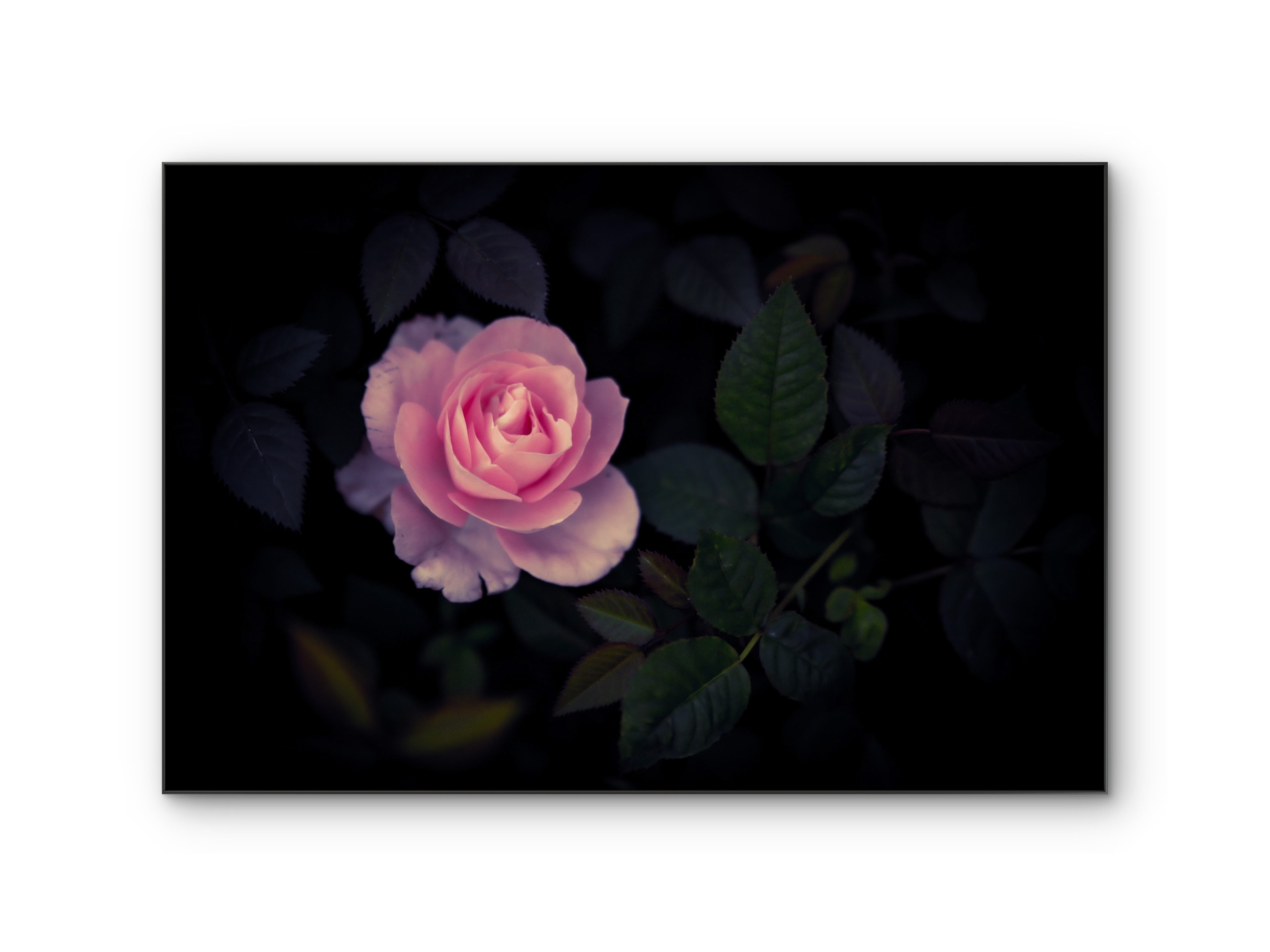 009 | Blush Petal | 10K Resolution HQ | Open Edition