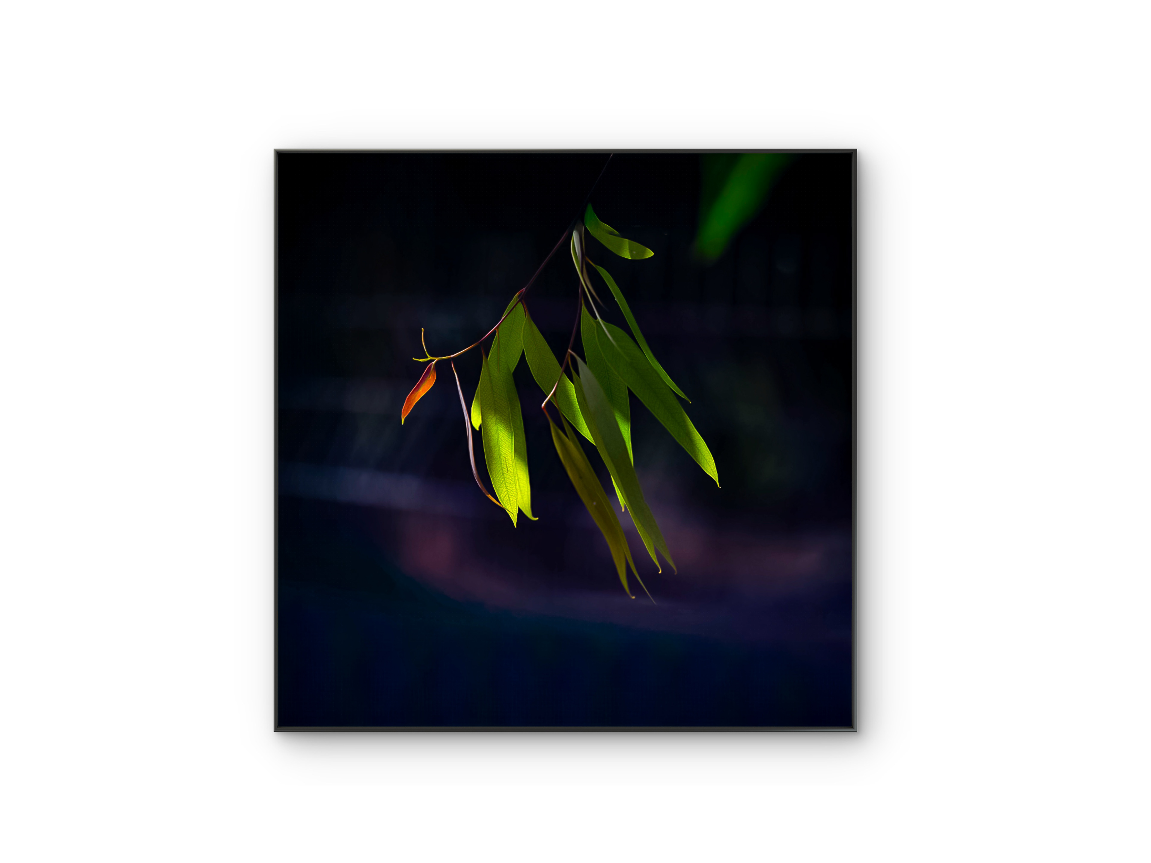 058 | Eucalyptus | 5K Resolution HQ | Open Edition