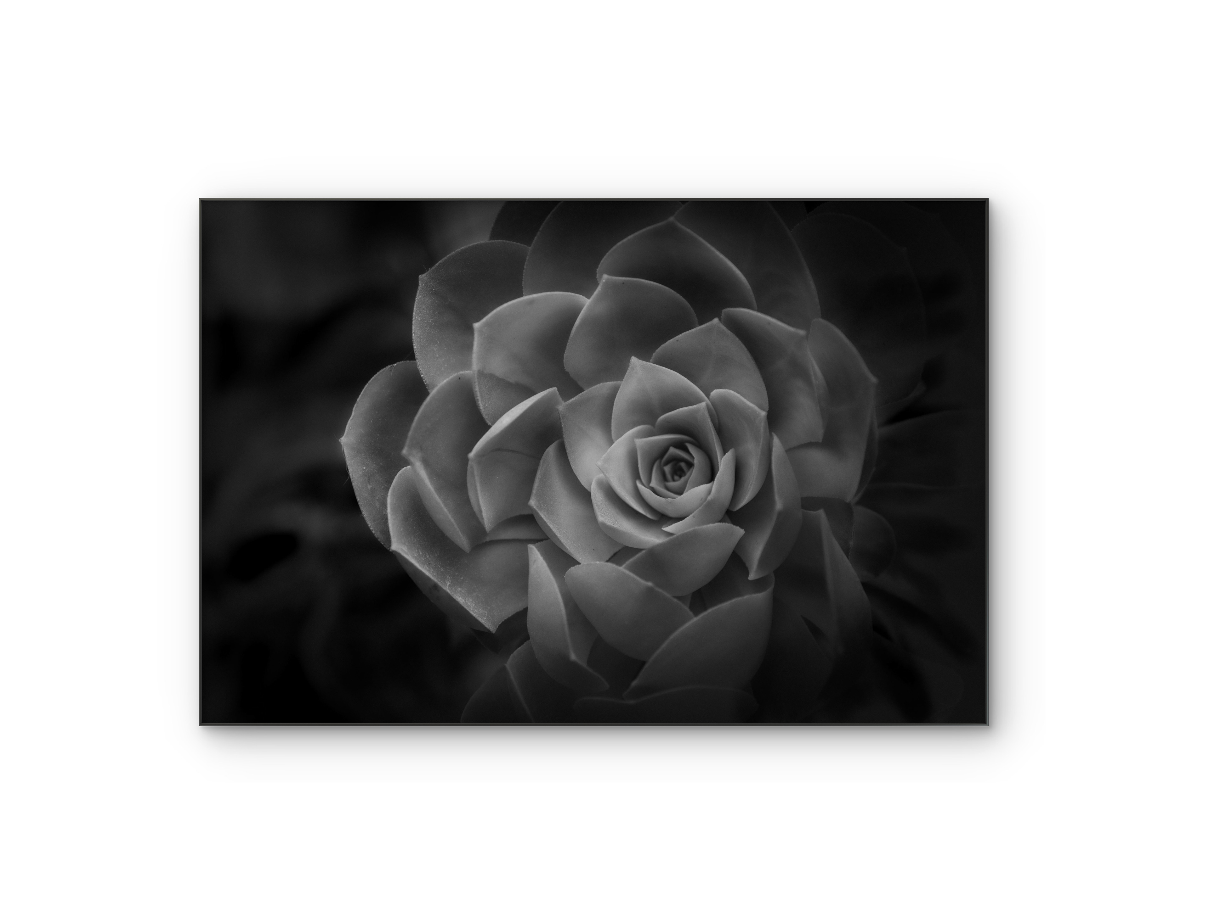 040 | Shades of Spades | 5K Resolution HQ | Open Edition