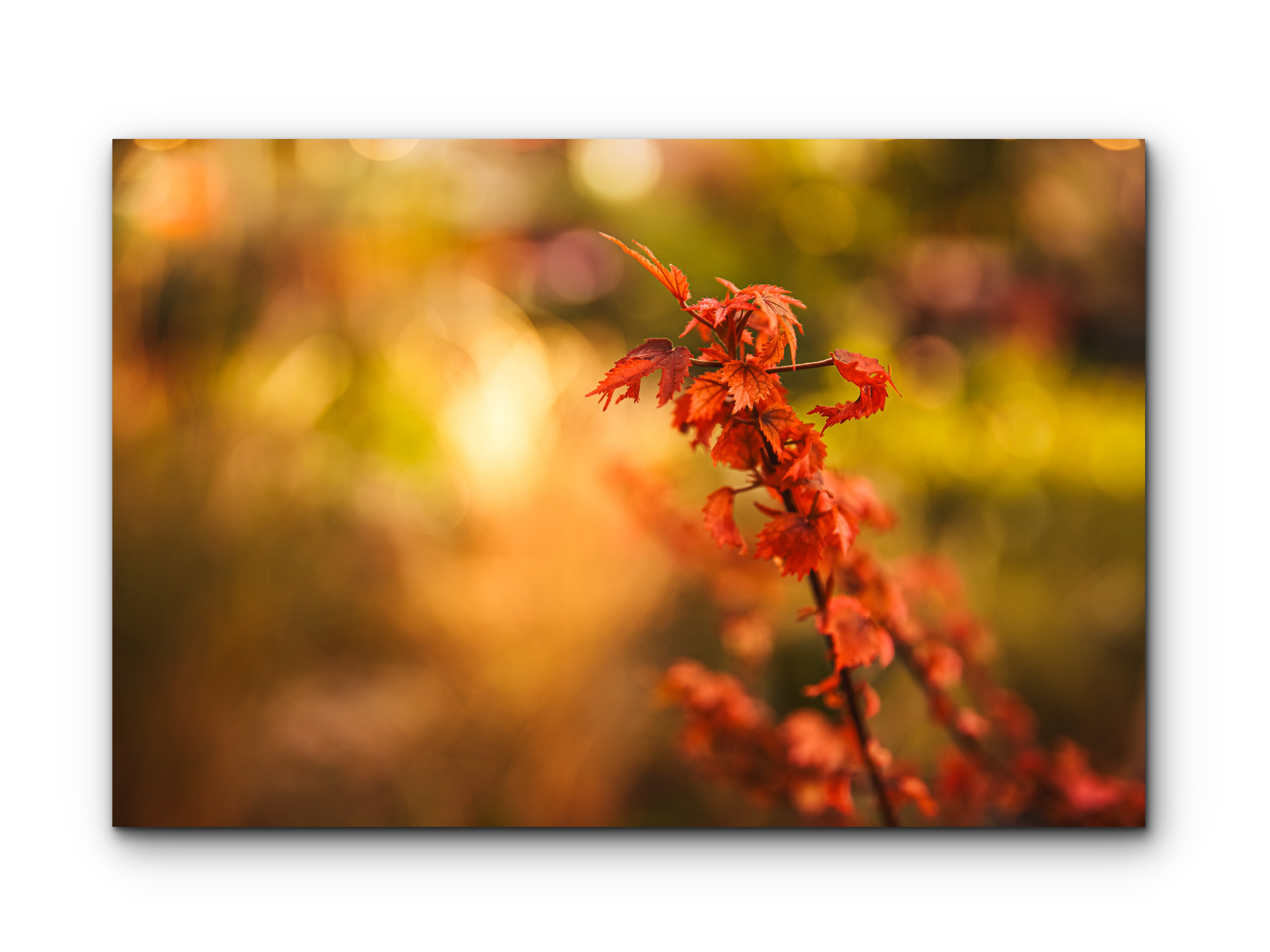 056 | Autumn Warmth | 10K Resolution HQ | Open Edition