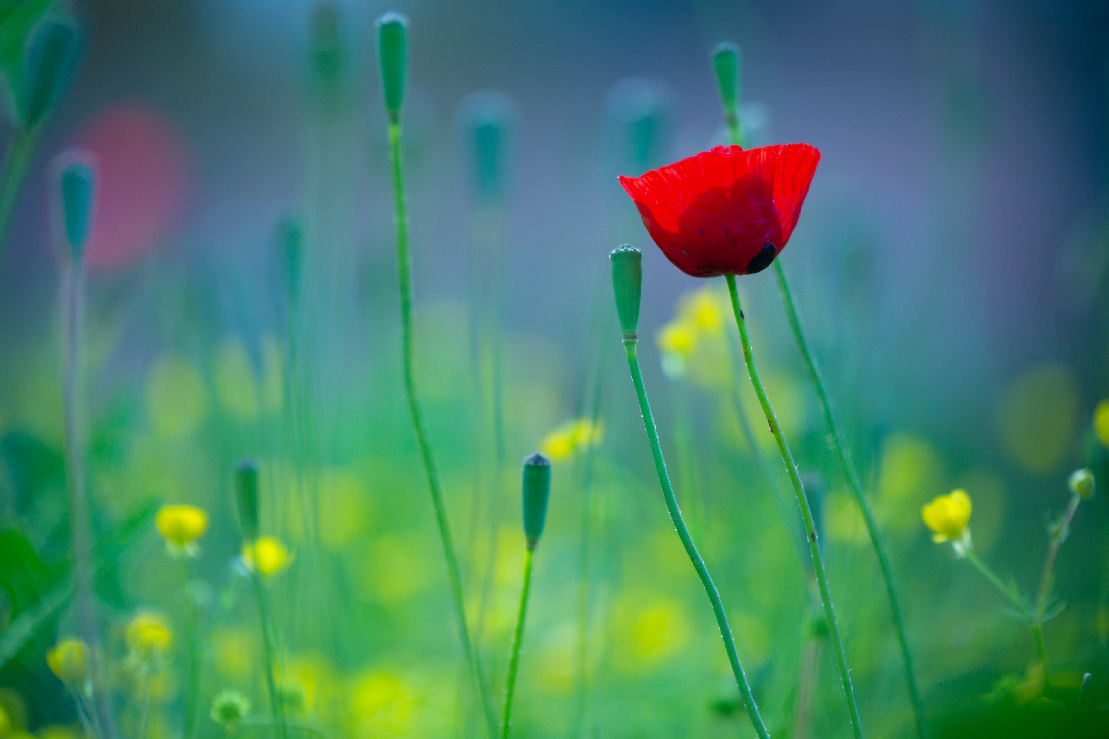 Cat. N019 | “Poppy Delights” | 10K HQ | 10496×7024 | $120