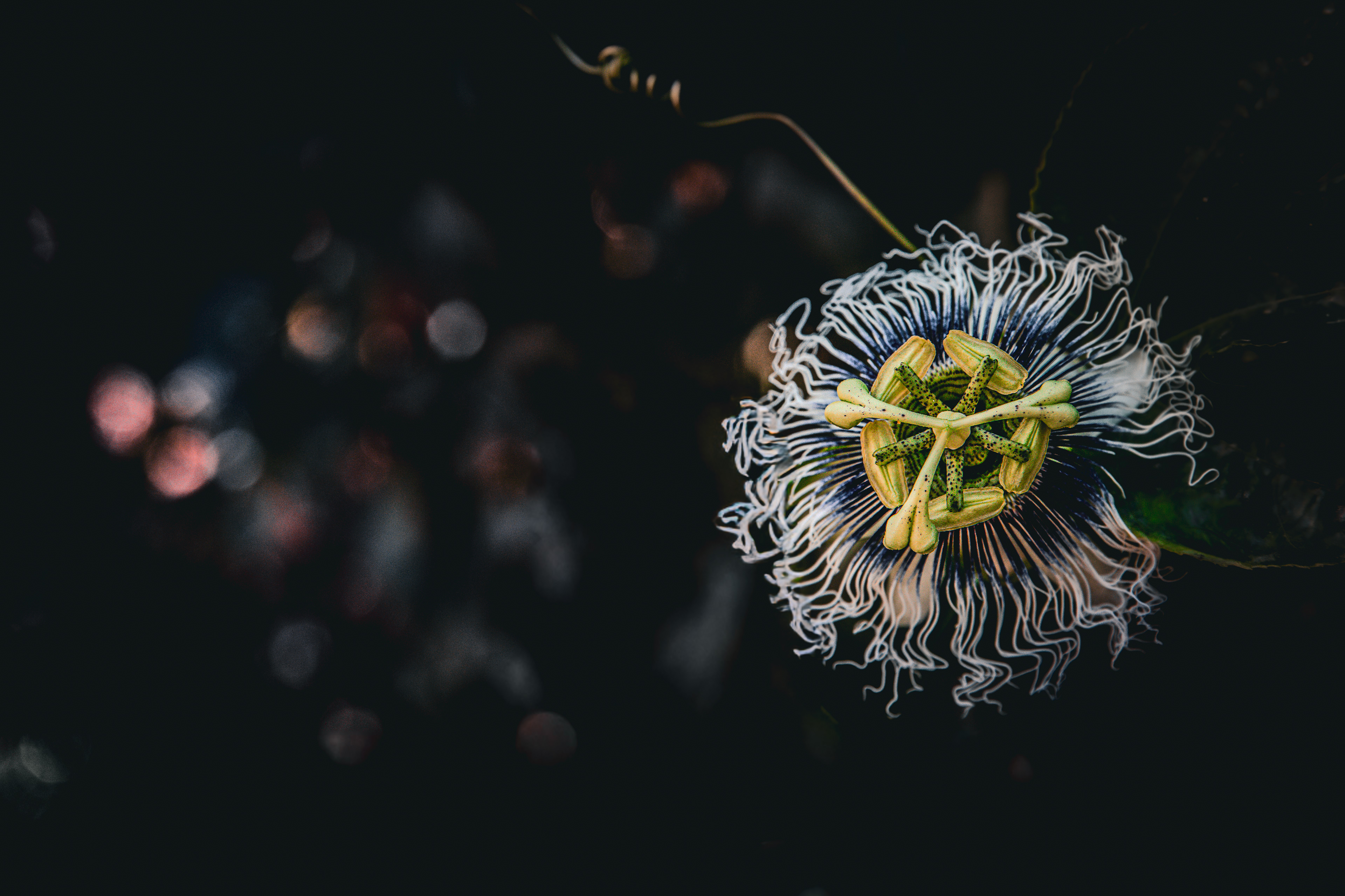 Cat. N023 | “Floral Passion” | 10K HQ | 10496×7024 | $120