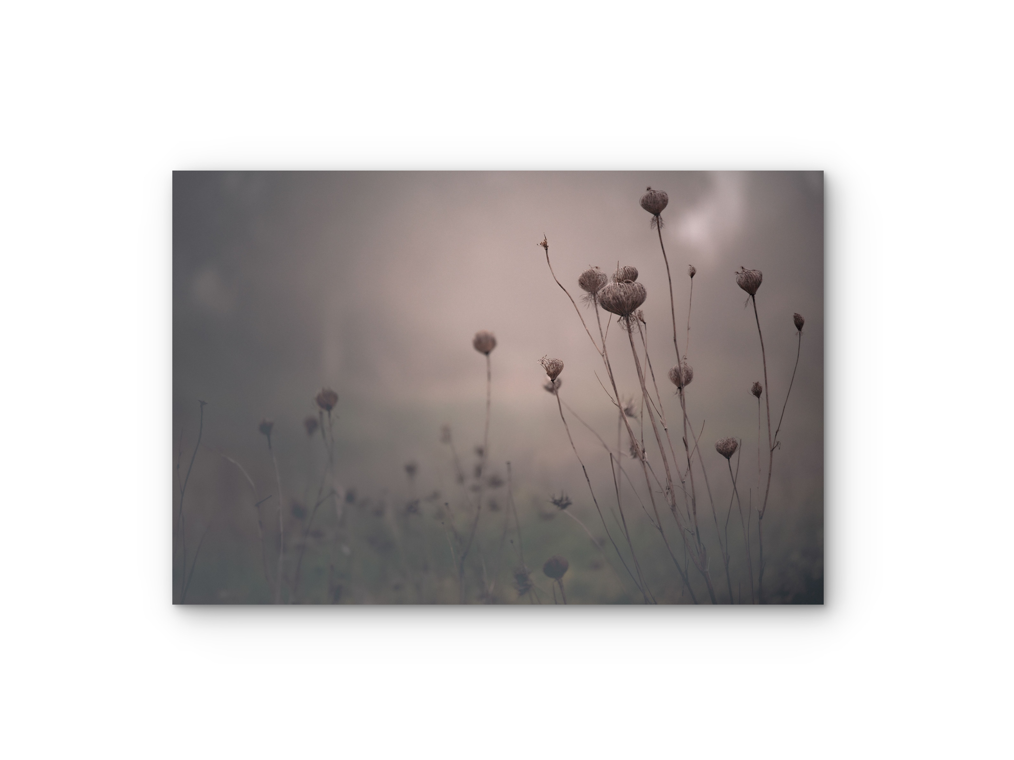 021 | Morning Cradles | 5K Resolution HQ | Open Edition