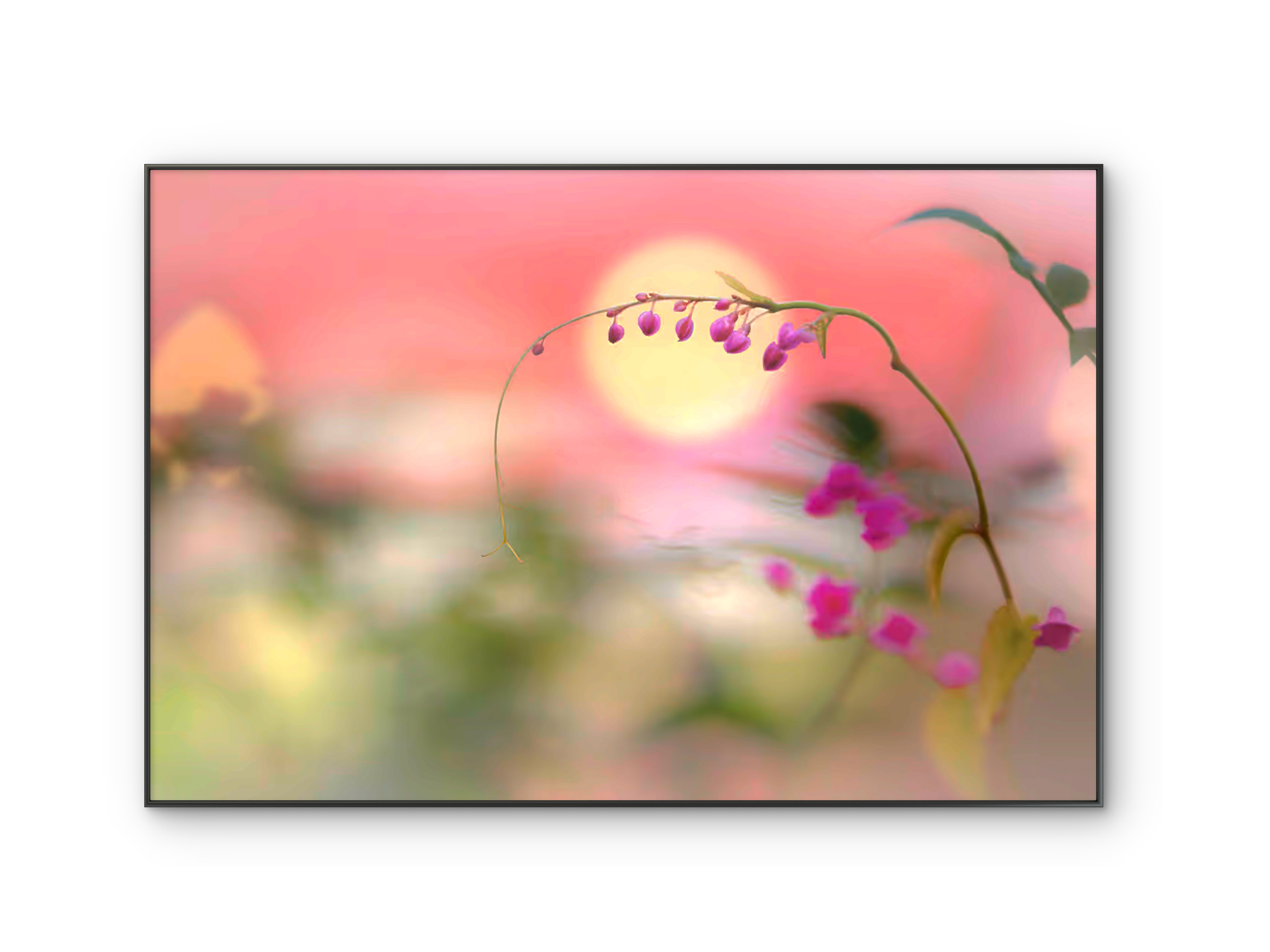 074 | Oriental Pink | 5K Resolution HQ | Open Edition