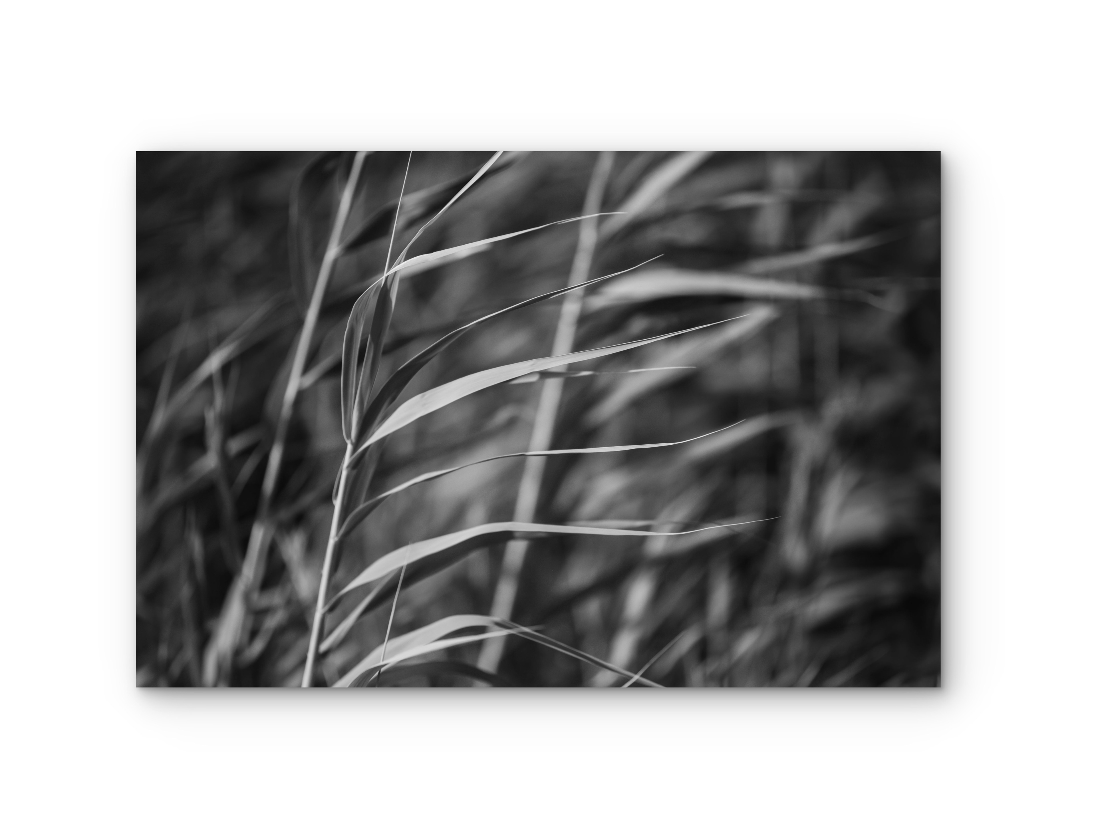 100 | Breeze | 5K Resolution HQ | Open Edition