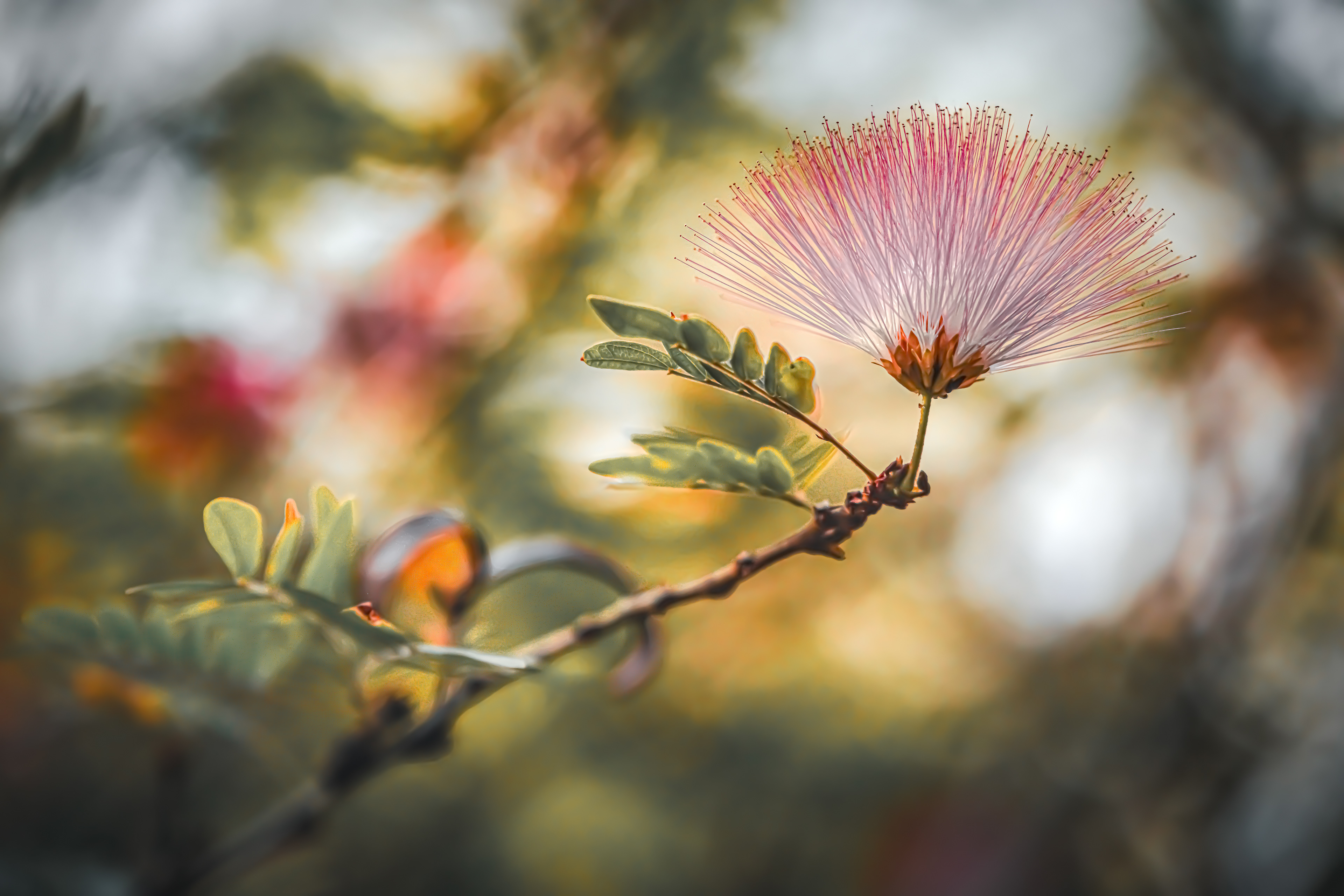 Cat. N014 | “Persian Silk” | 10K HQ | 10496×7024 | 