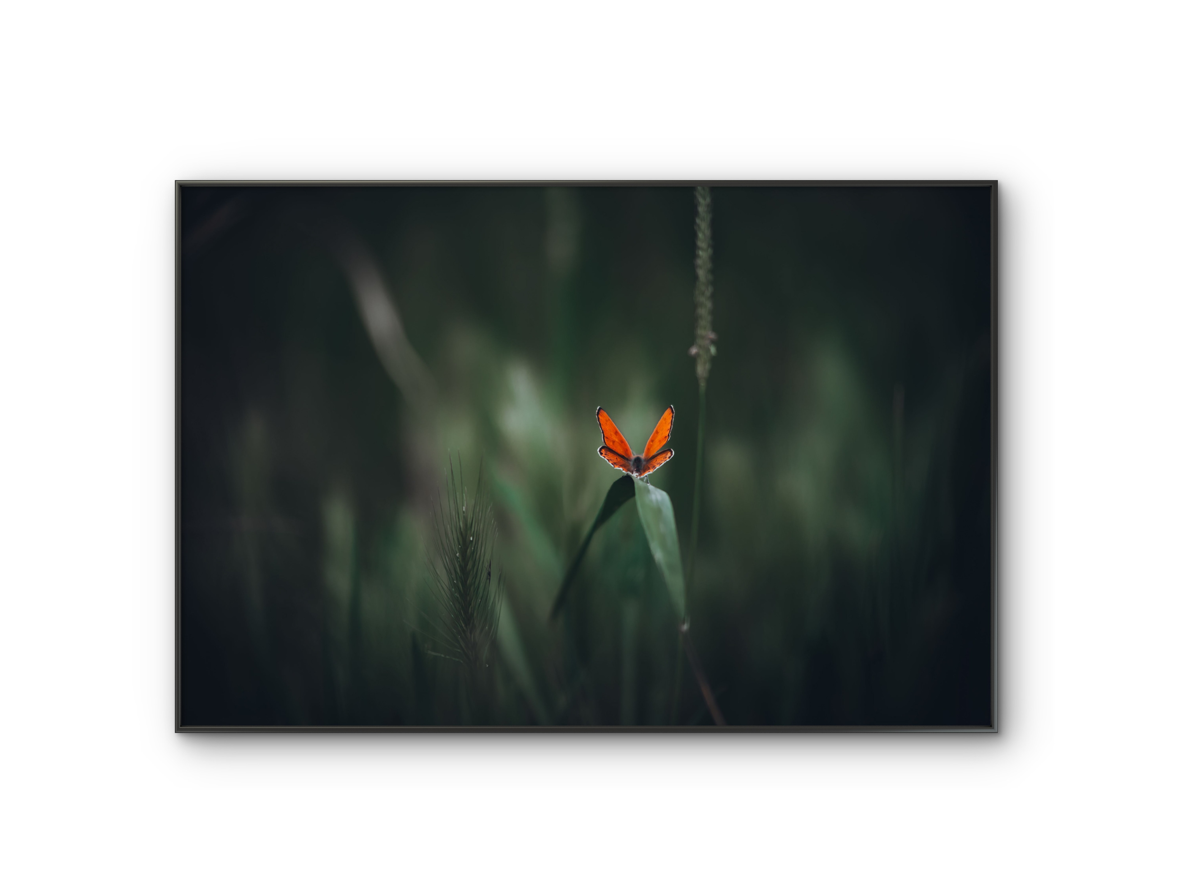 031 | Butterfly | 10K Resolution HQ | Open Edition