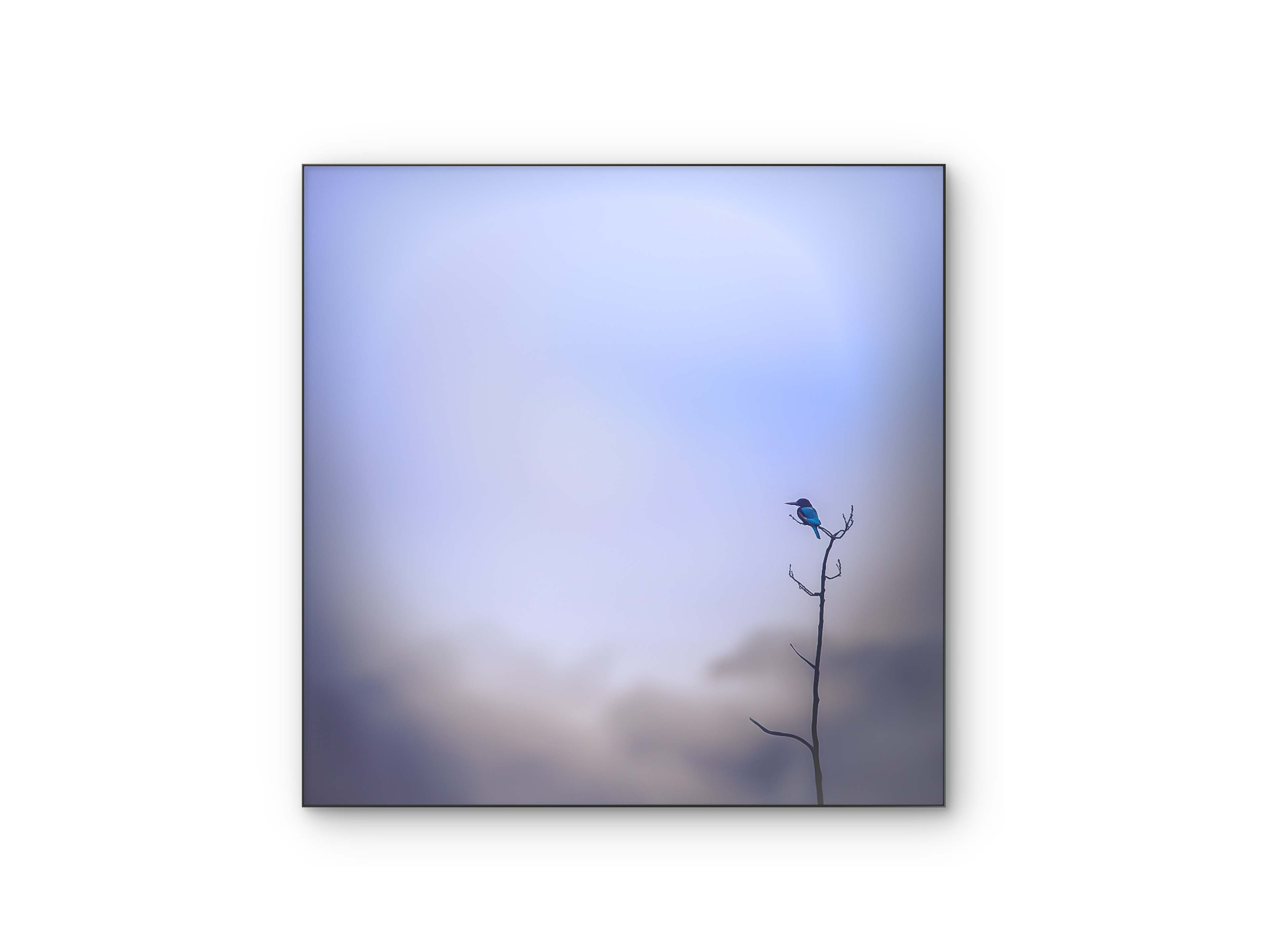 083 | King Fisher | 10K Resolution HQ | Open Edition