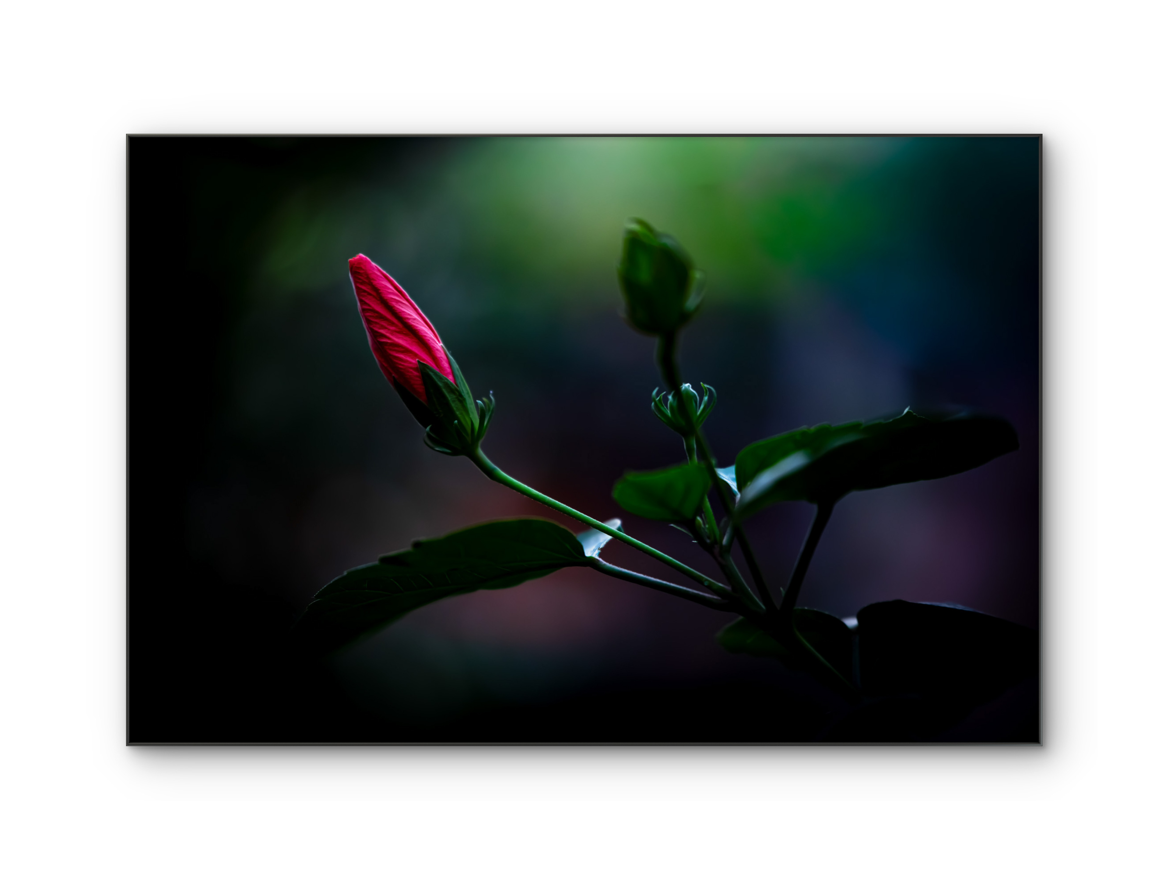 123 | Red Beauty | 5K Resolution HQ | Open Edition