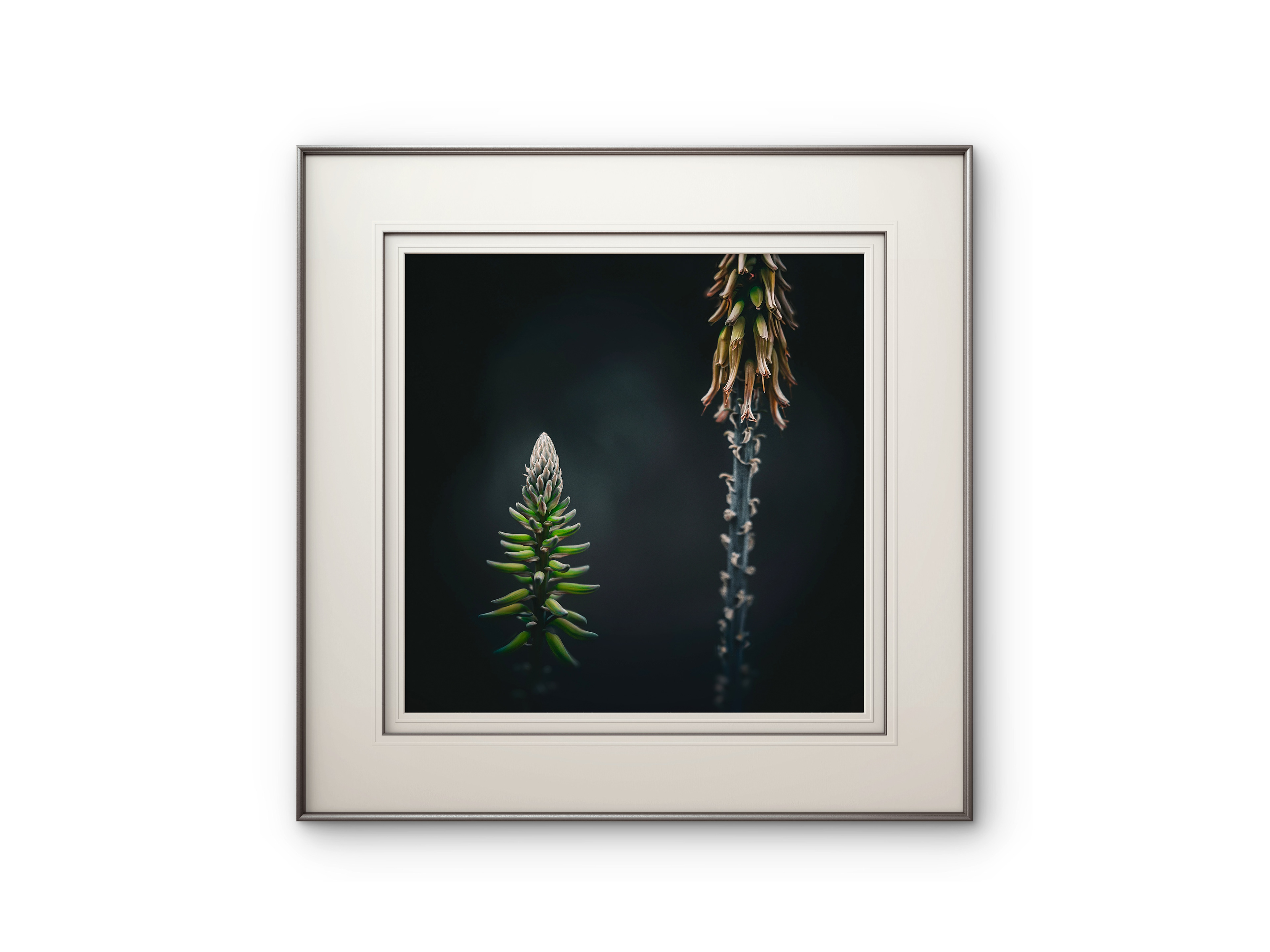 035 | Aloe | 5K Resolution HQ | Open Edition