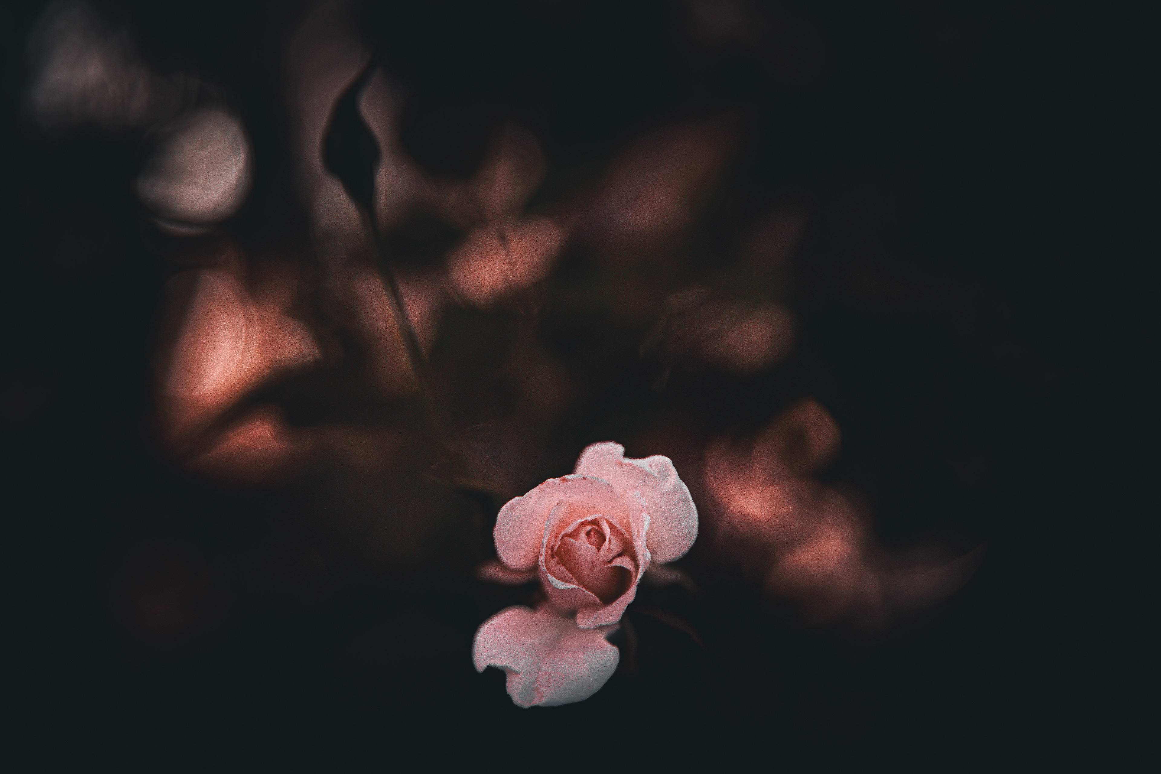 Cat. N006 | “Petal in Shadow” | 10K HQ | 10496×7024 | 